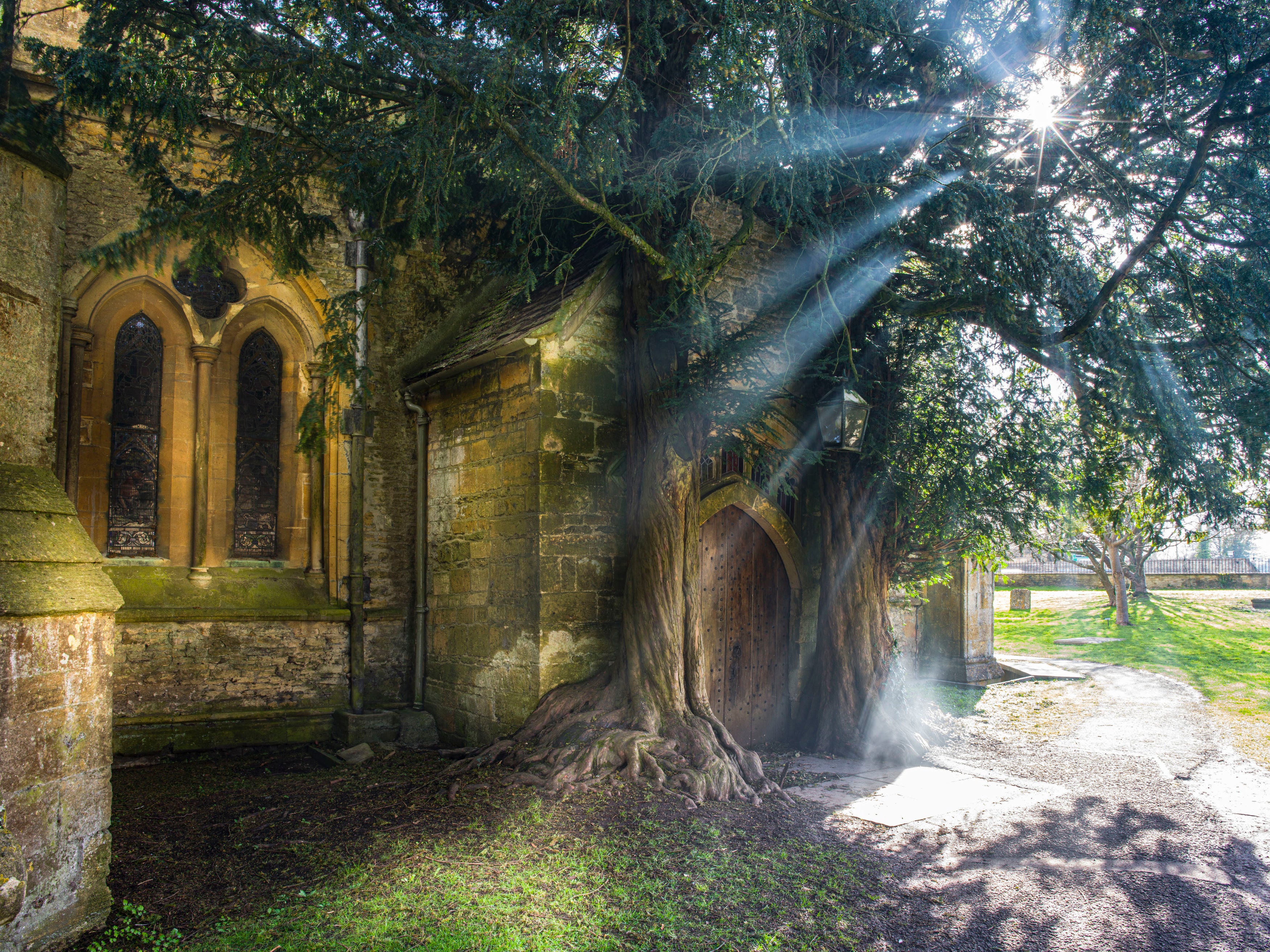 The Yew Tree at St Edward’s Church