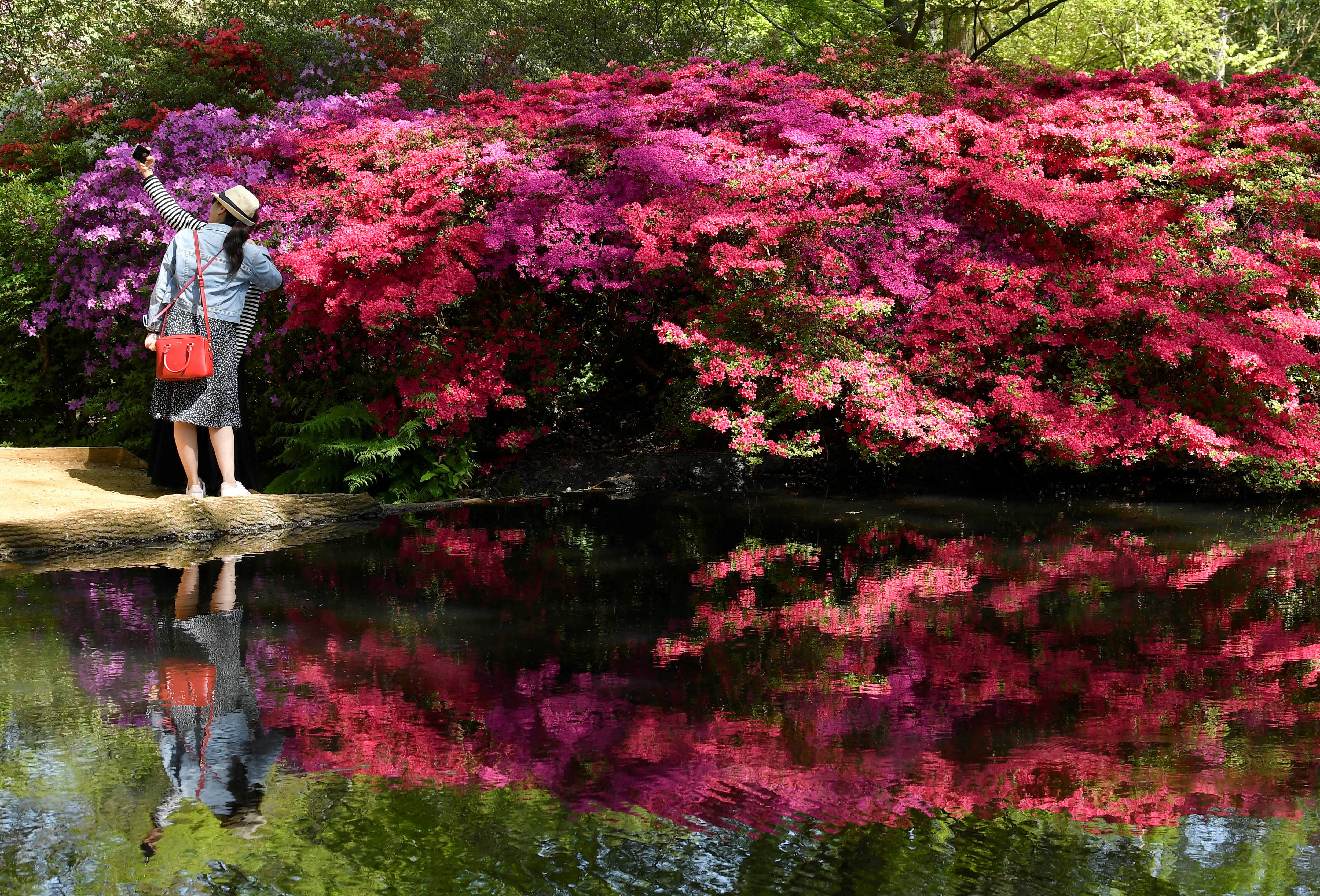 Rhododendrons are beautiful but damaging