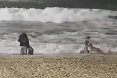 Young girl hospitalised after coyote attack on Californian beach