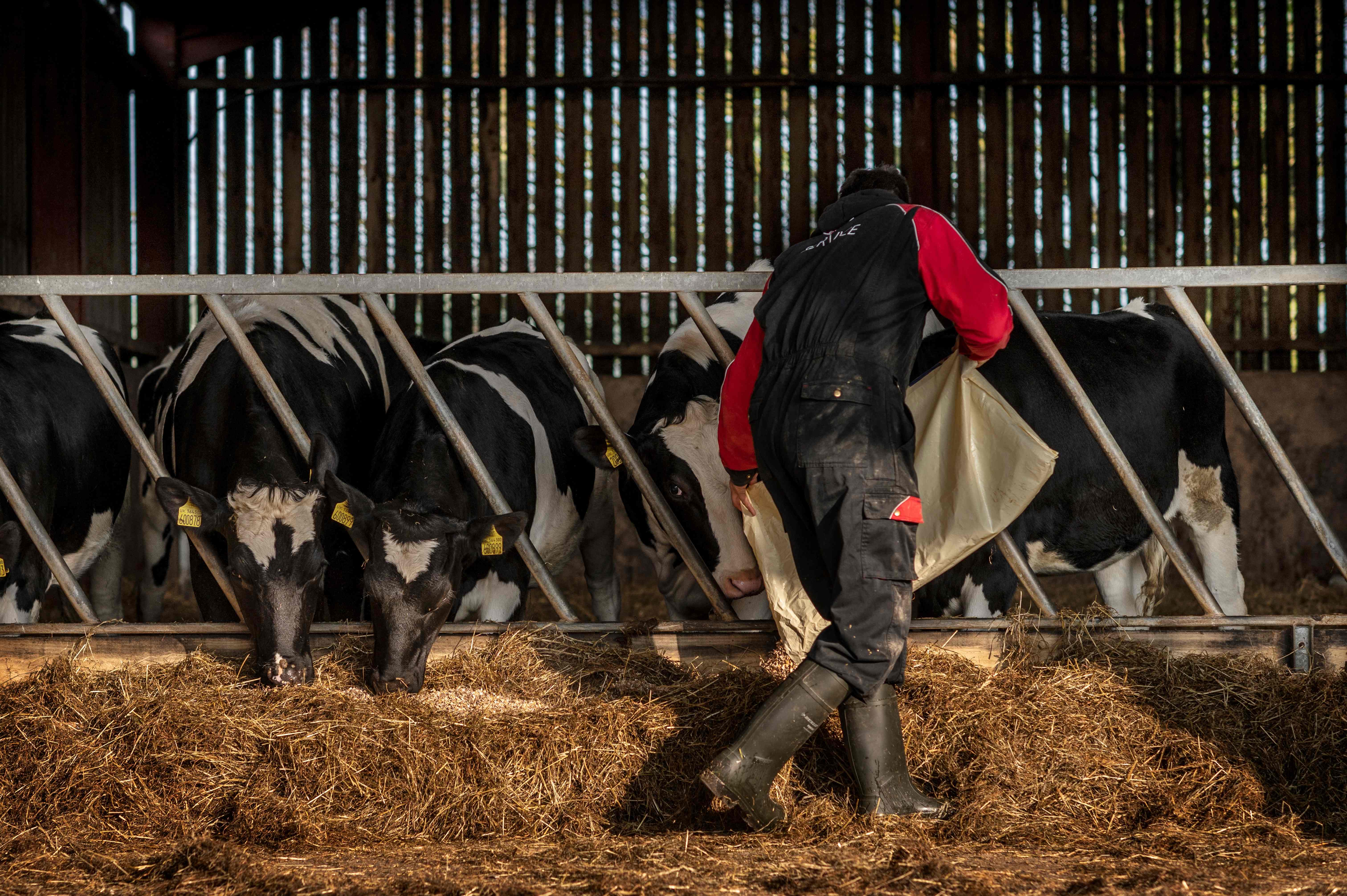 Livestock farmers may be forced to cull herd this winter, industry experts warned