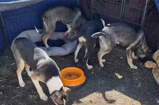 Volunteers risk lives to save hundreds of pets from Ukraine since start of war