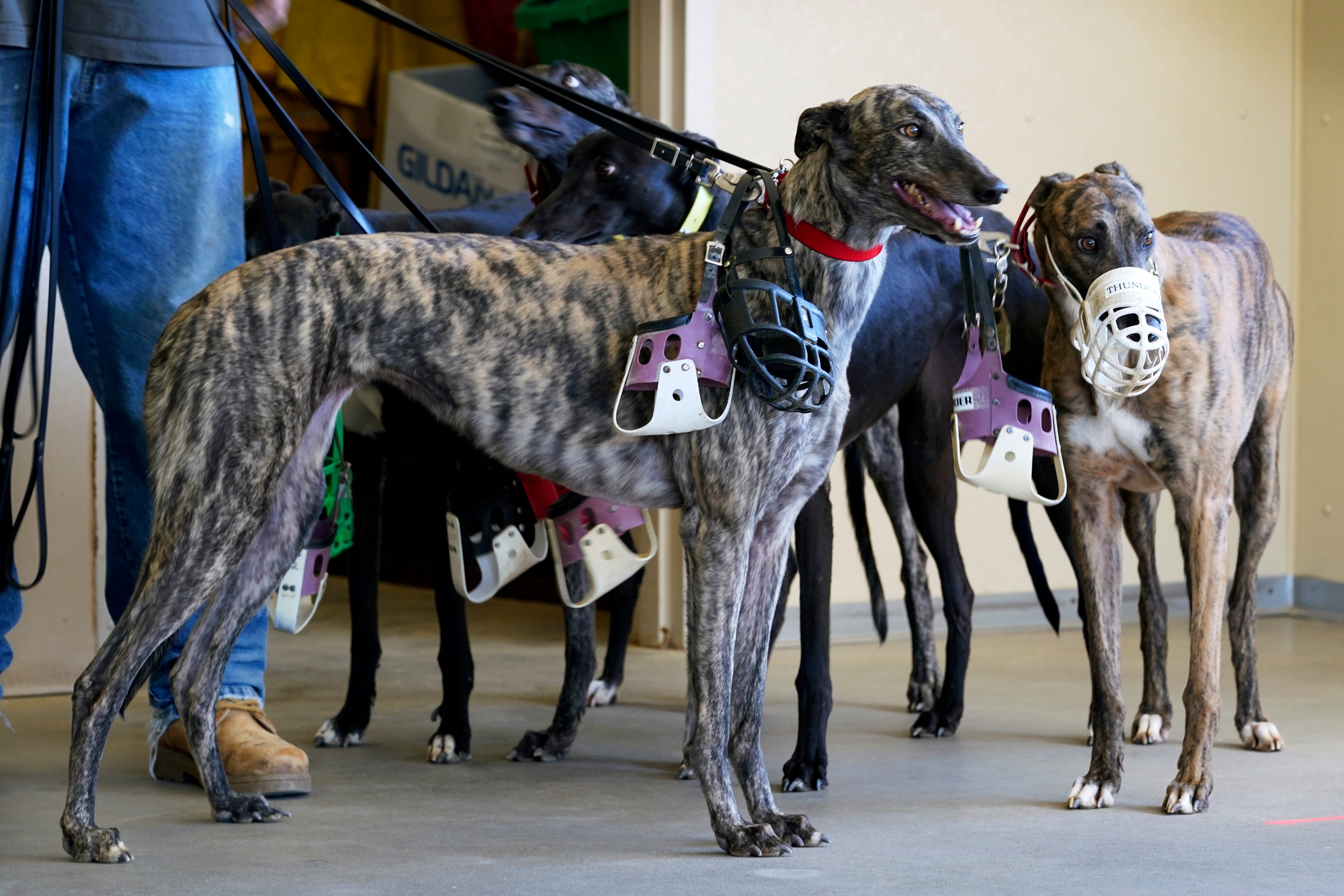 Greyhound Racing