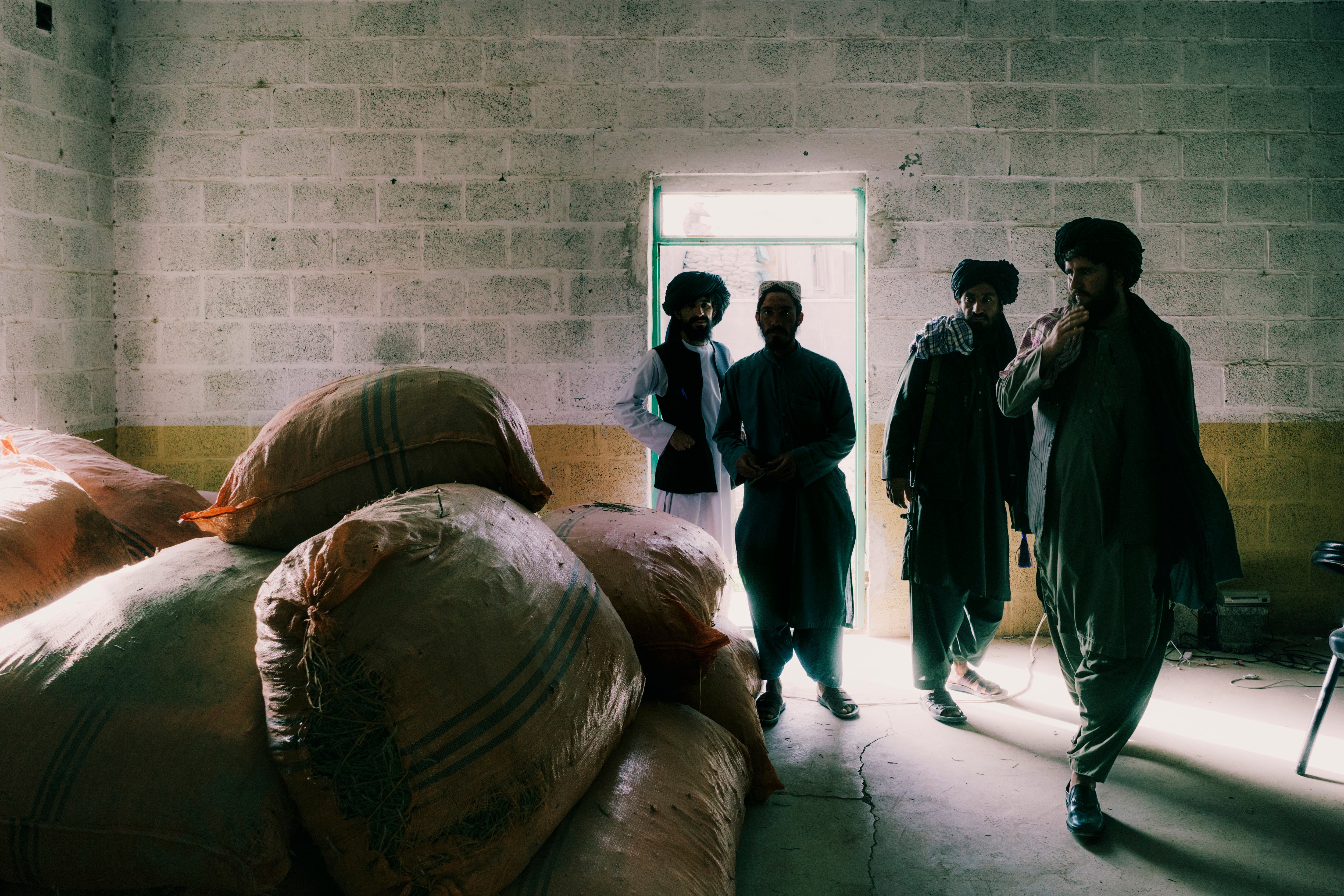 Taliban fighters enter a warehouse filled with ephedra plants that they have confiscated in Farah province