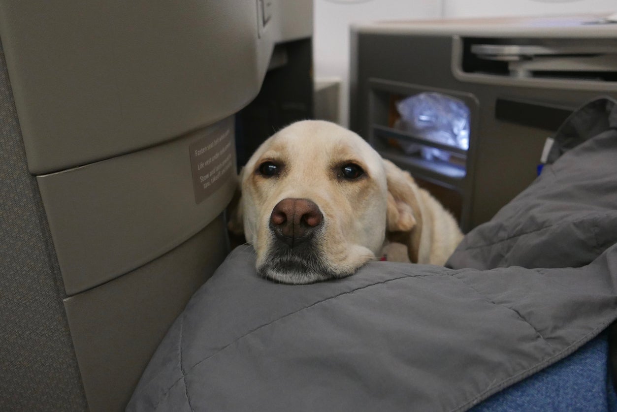 Puppies on planes: passengers express strong opinions both for and against