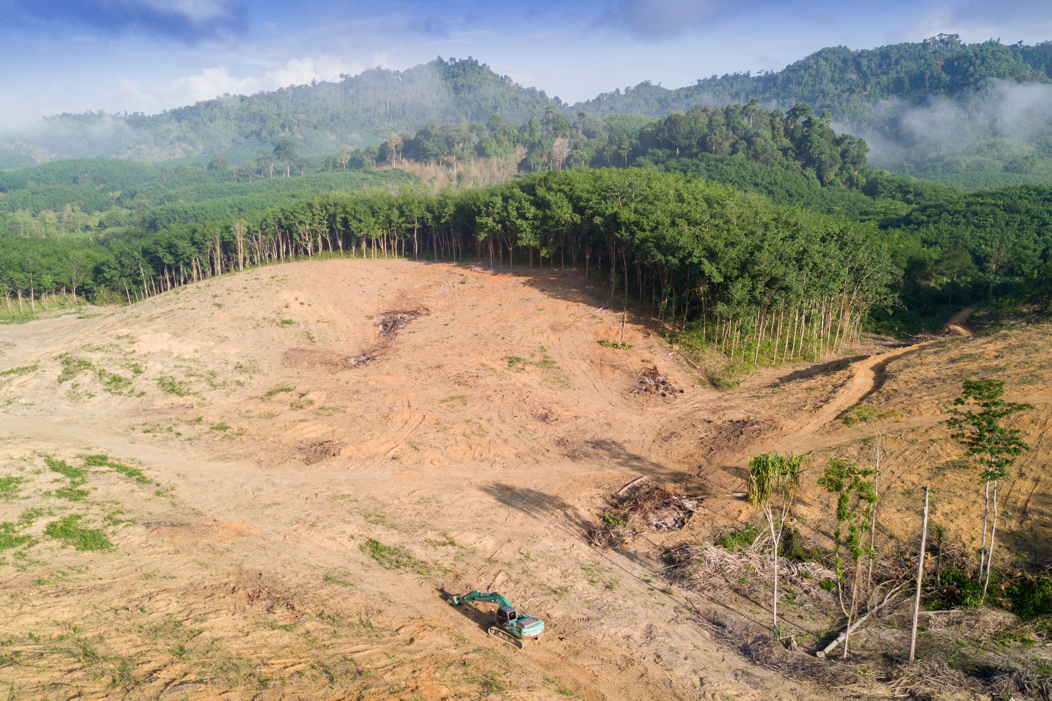 Deforestation in Borneo, another disaster caused by human activity