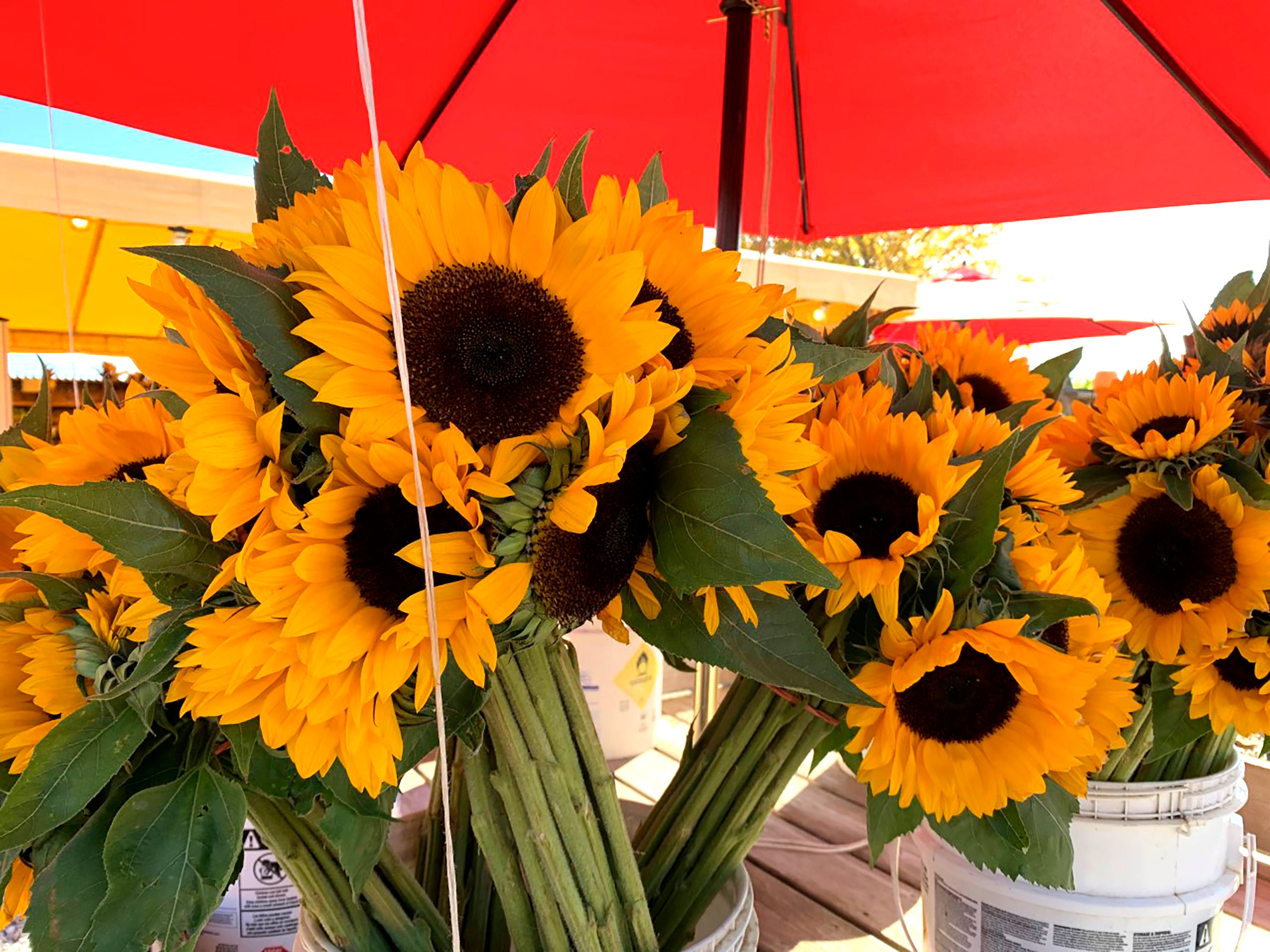 Gardening-Sunflowers