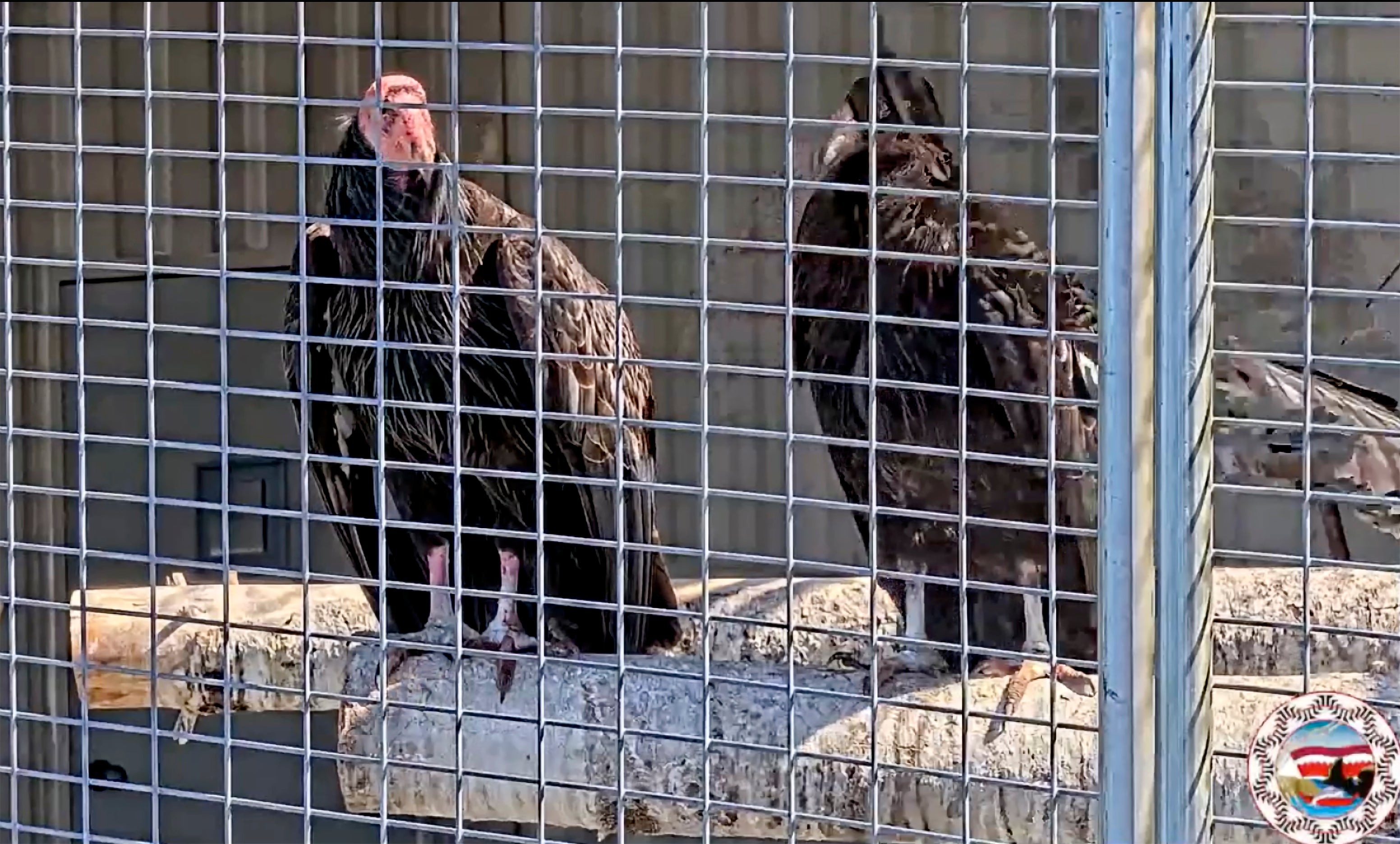 California Condors