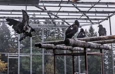 California condor returns to redwoods after over a century