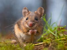 Faeces transplants found to reverse signs of ageing process in mice, ‘ground breaking’ study says