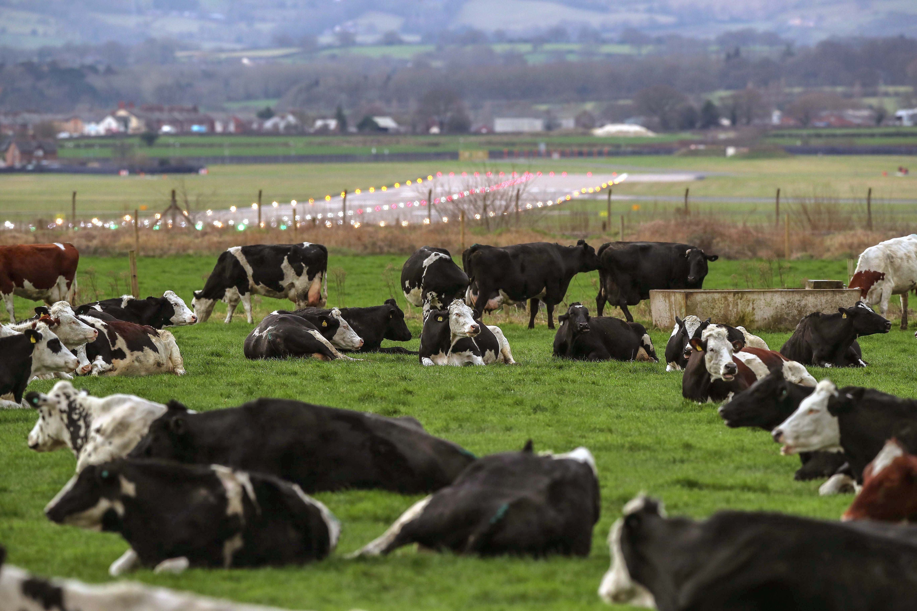 A study suggests that replacing a fifth of the beef people eat with fungi-based meat alternatives by 2050 could halve deforestation (Peter Byrne/PA)