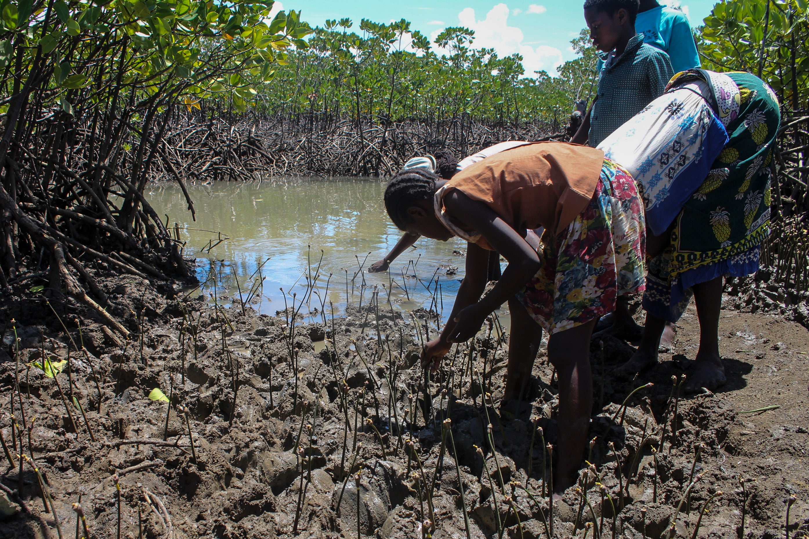 Climate Africa Mangrove Restoration