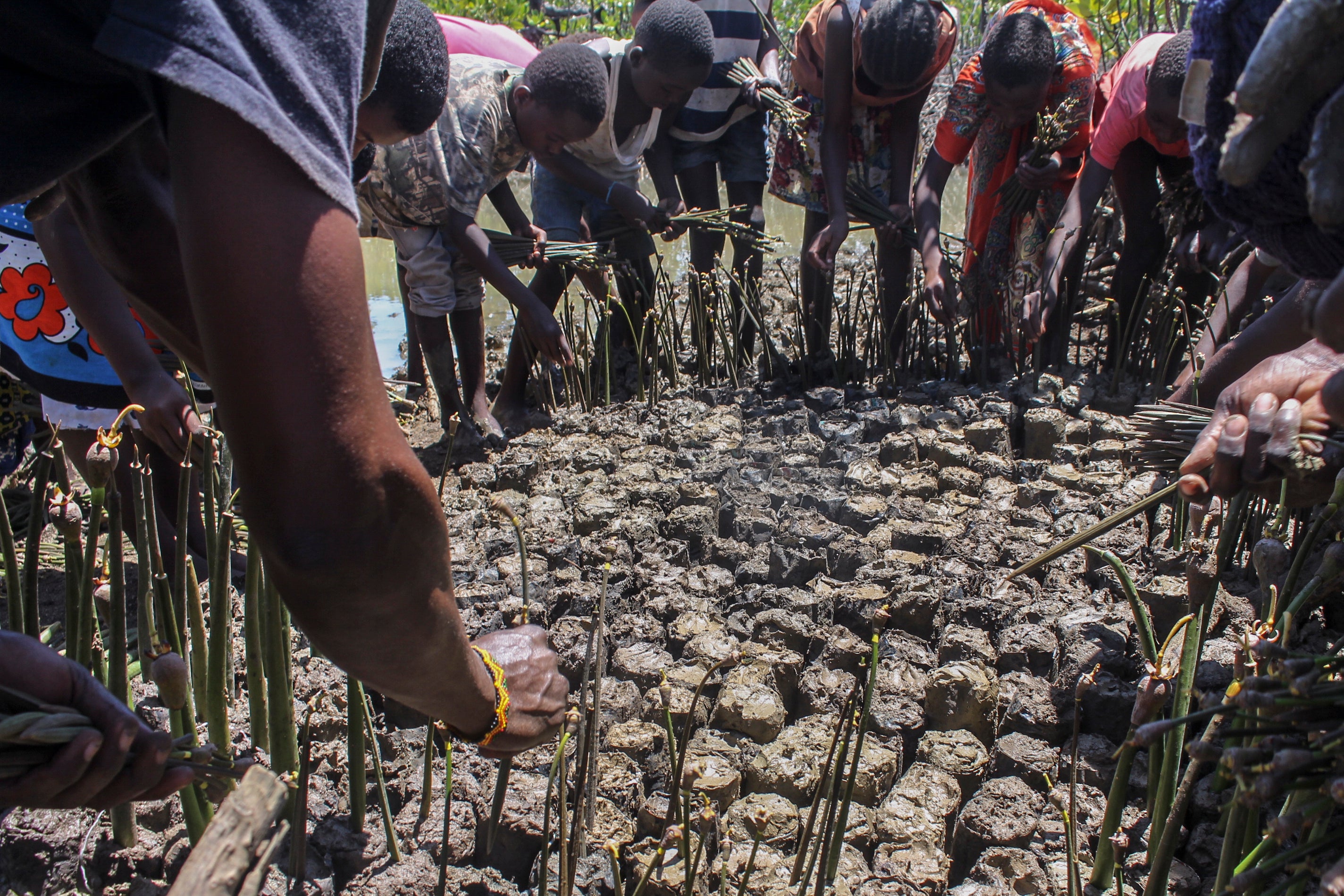 Climate Africa Mangrove Restoration