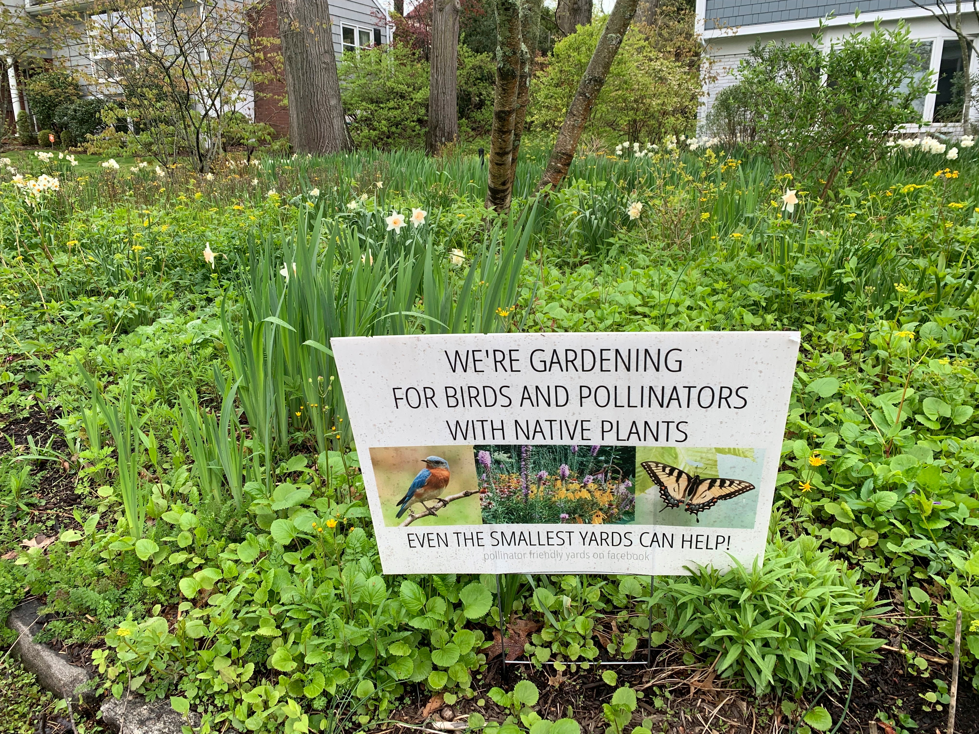 Gardening - Rethinking the Lawn