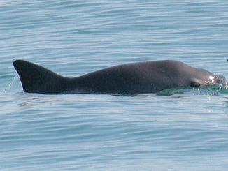 Vaquitas are being killed off by fishermen’s gillnets