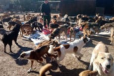 Hundreds of cats and dogs killed in attacks on Ukrainian animal shelter
