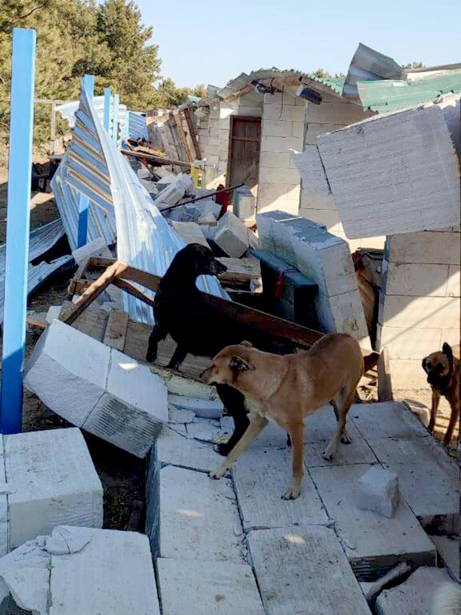 Dogs among the rubble after attacks on their shelter