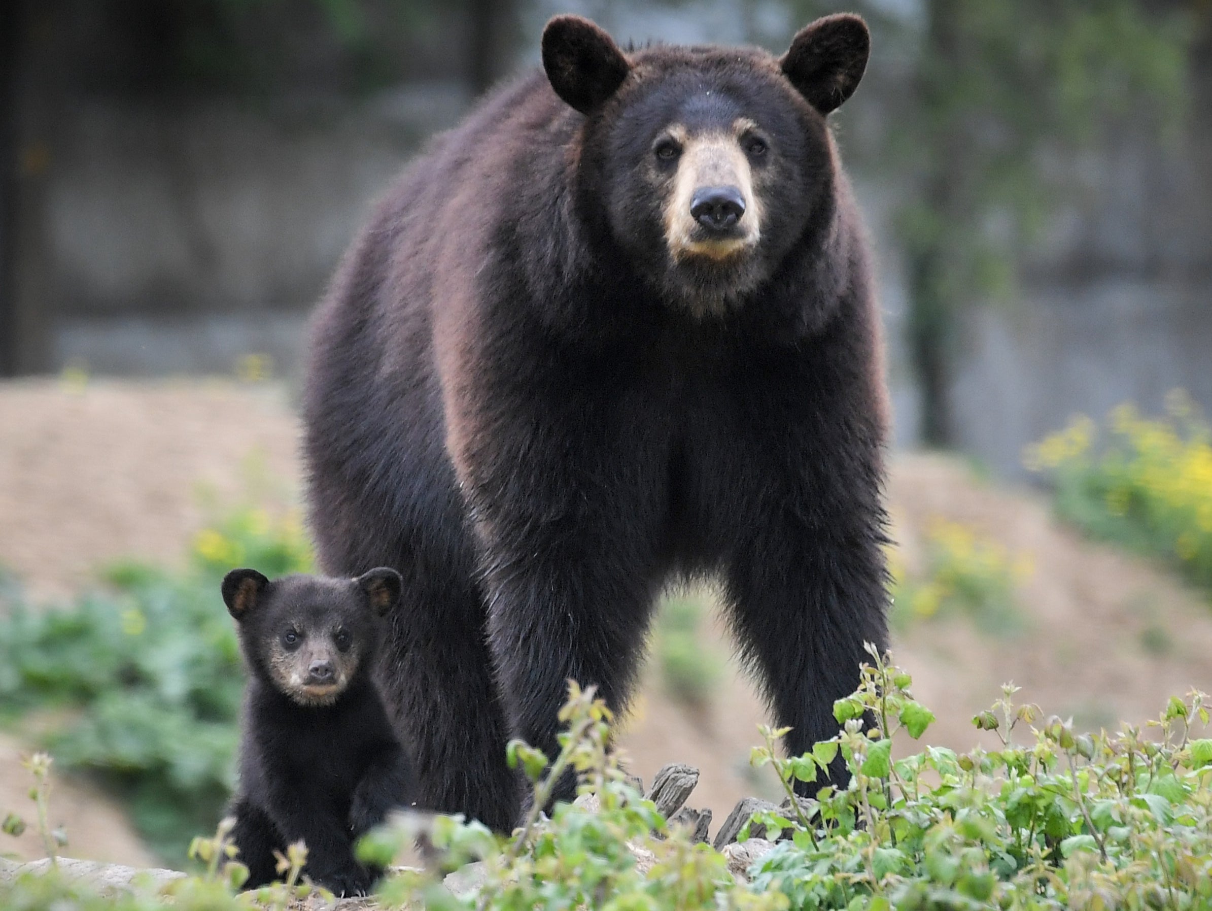 There are about 6,000 black bears in Vermont and in the state’s history, there have been only three reported attacks on humans