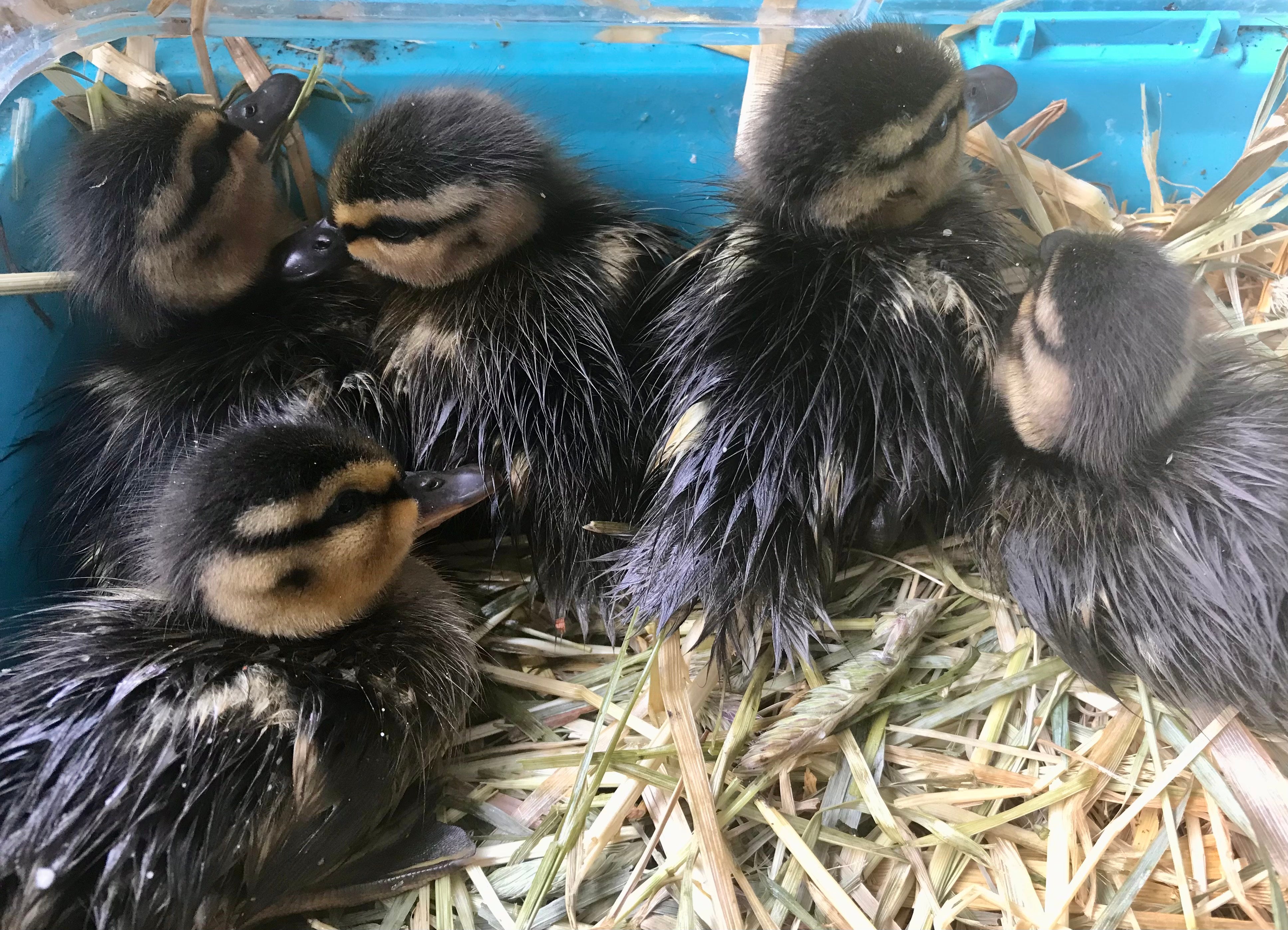 The ducklings were rescued in Pontypridd, Wales (RSPCA)