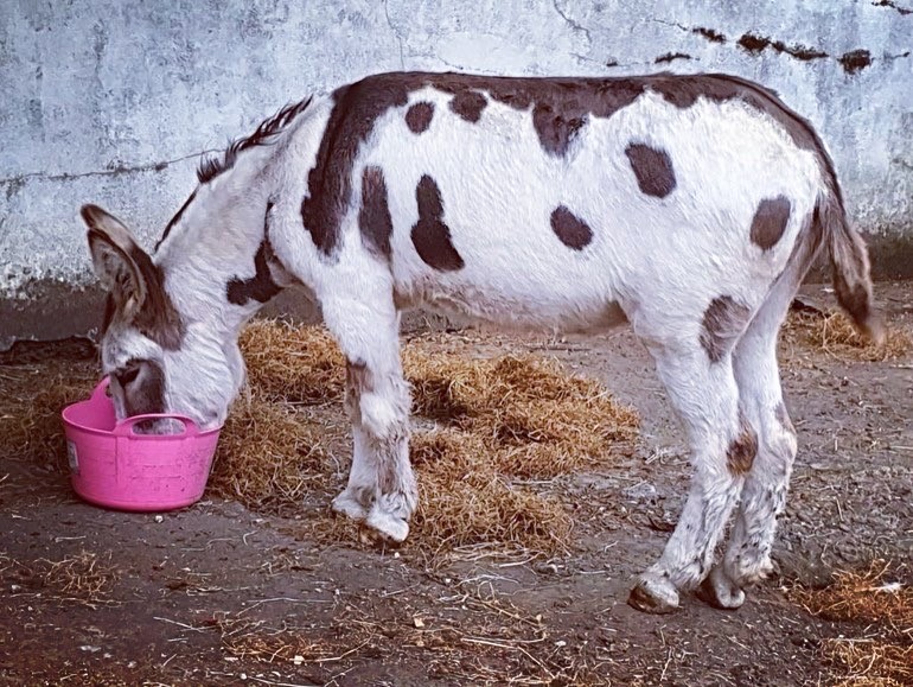 The donkey’s skins are used in the production of ejiao, a traditional Chinese remedy