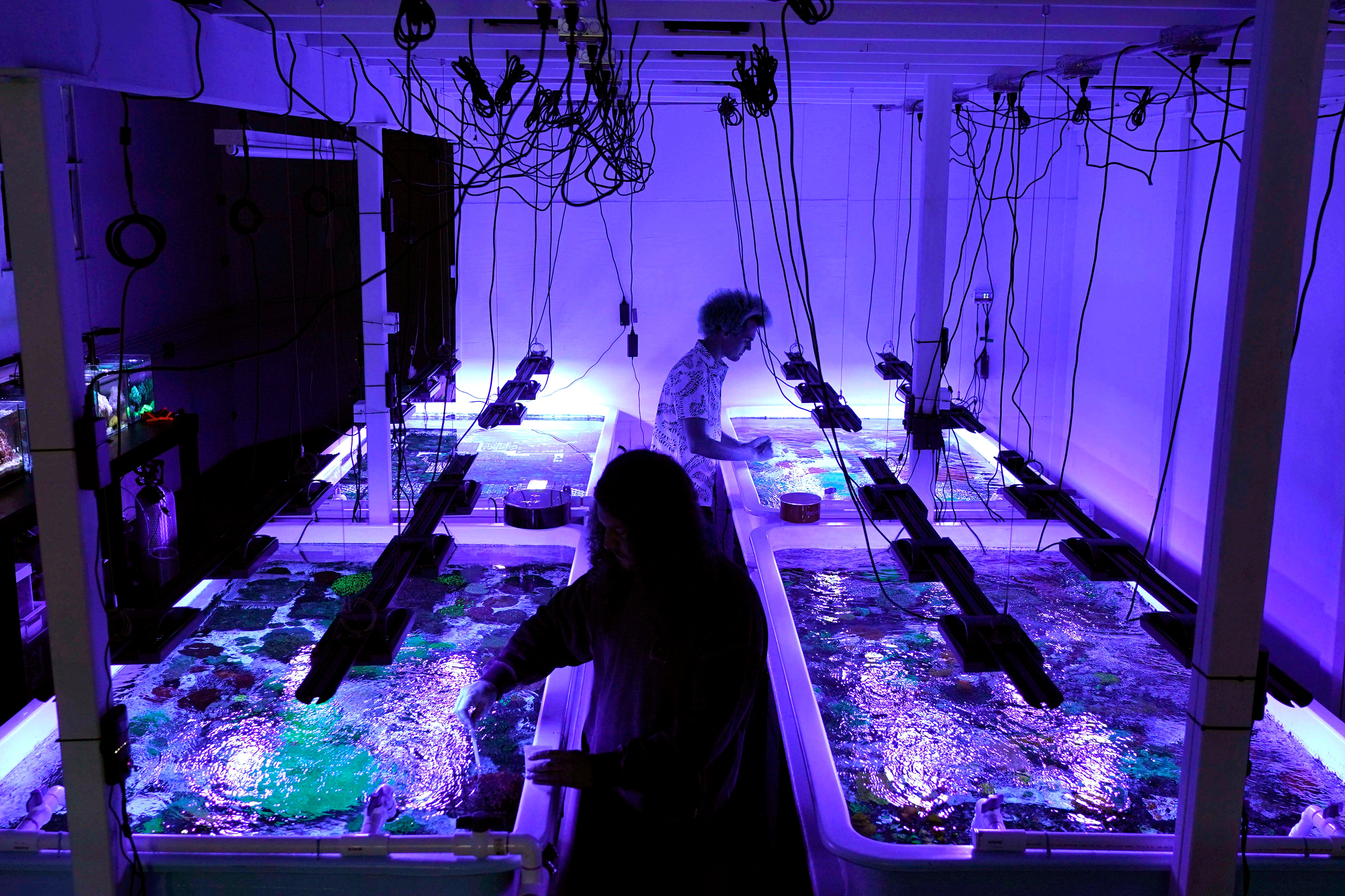 APTOPIX Climate Coral Reef Awareness