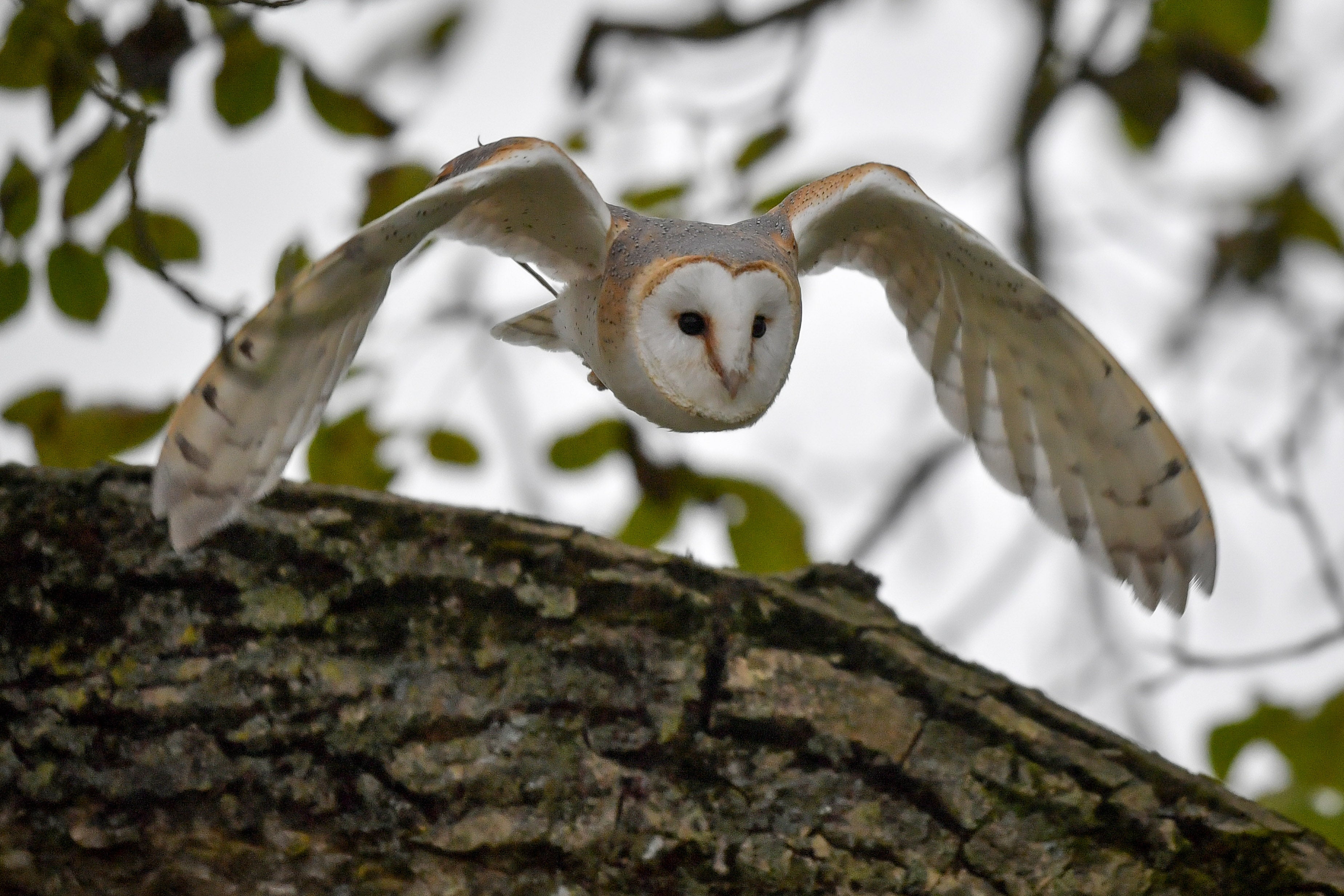 Certain bats deter predators by buzzing like hornets, a study suggests (Ben Birchall/PA)