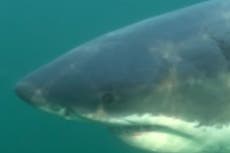 Massive great white shark dubbed ‘Ironbound’ spotted swimming off New Jersey shore