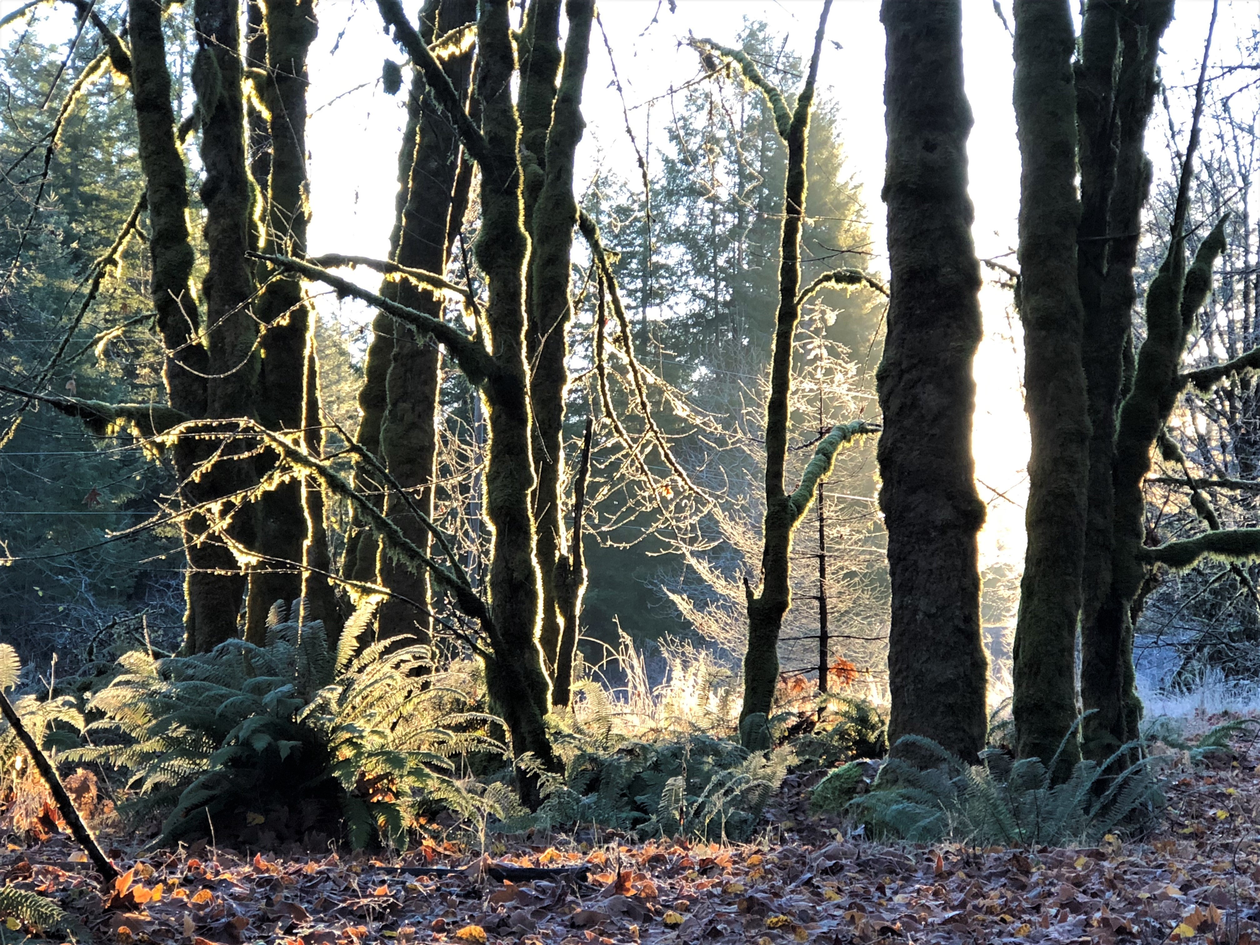 Cumberland Community Forest