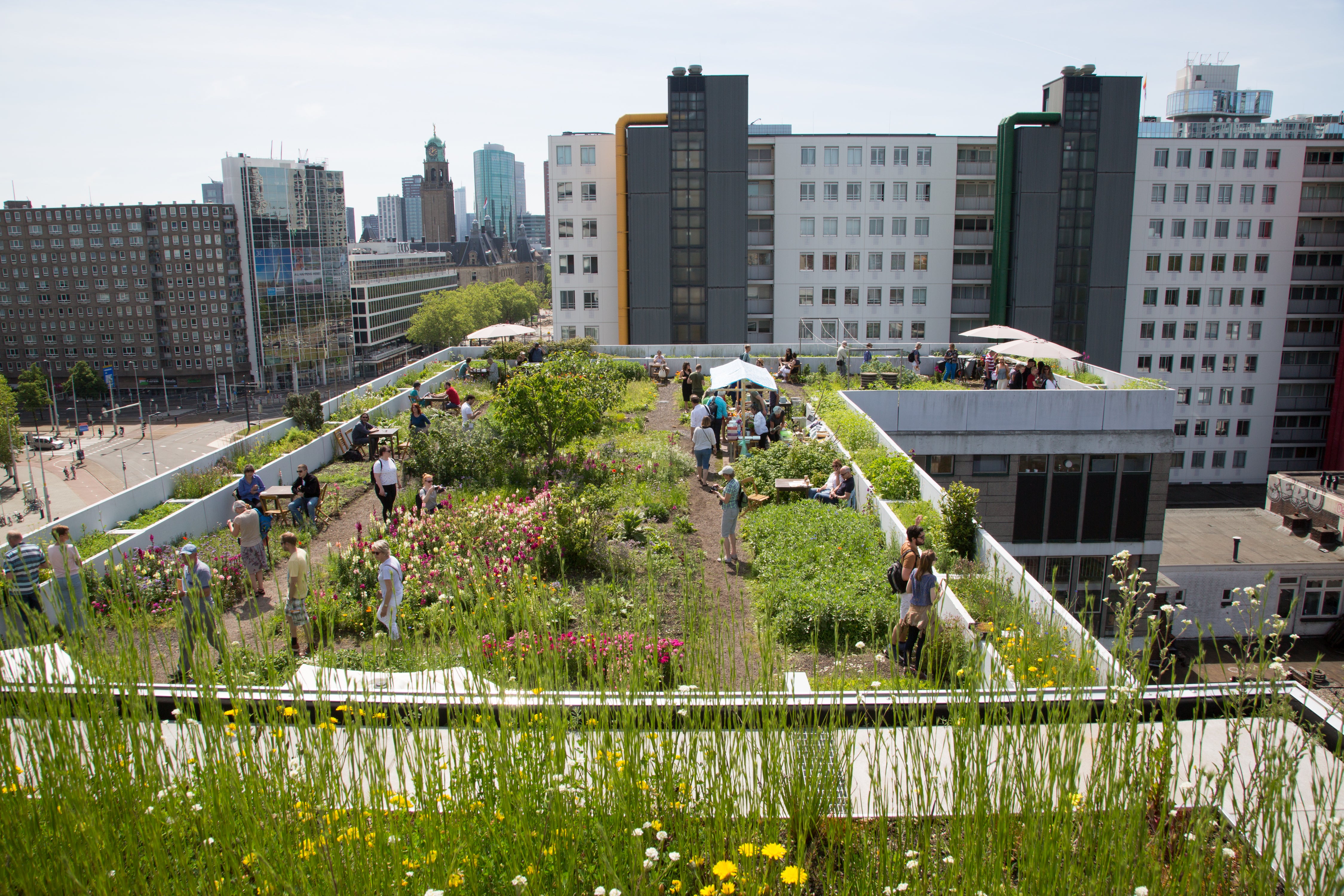 Fun on the urban farm at DakAkker