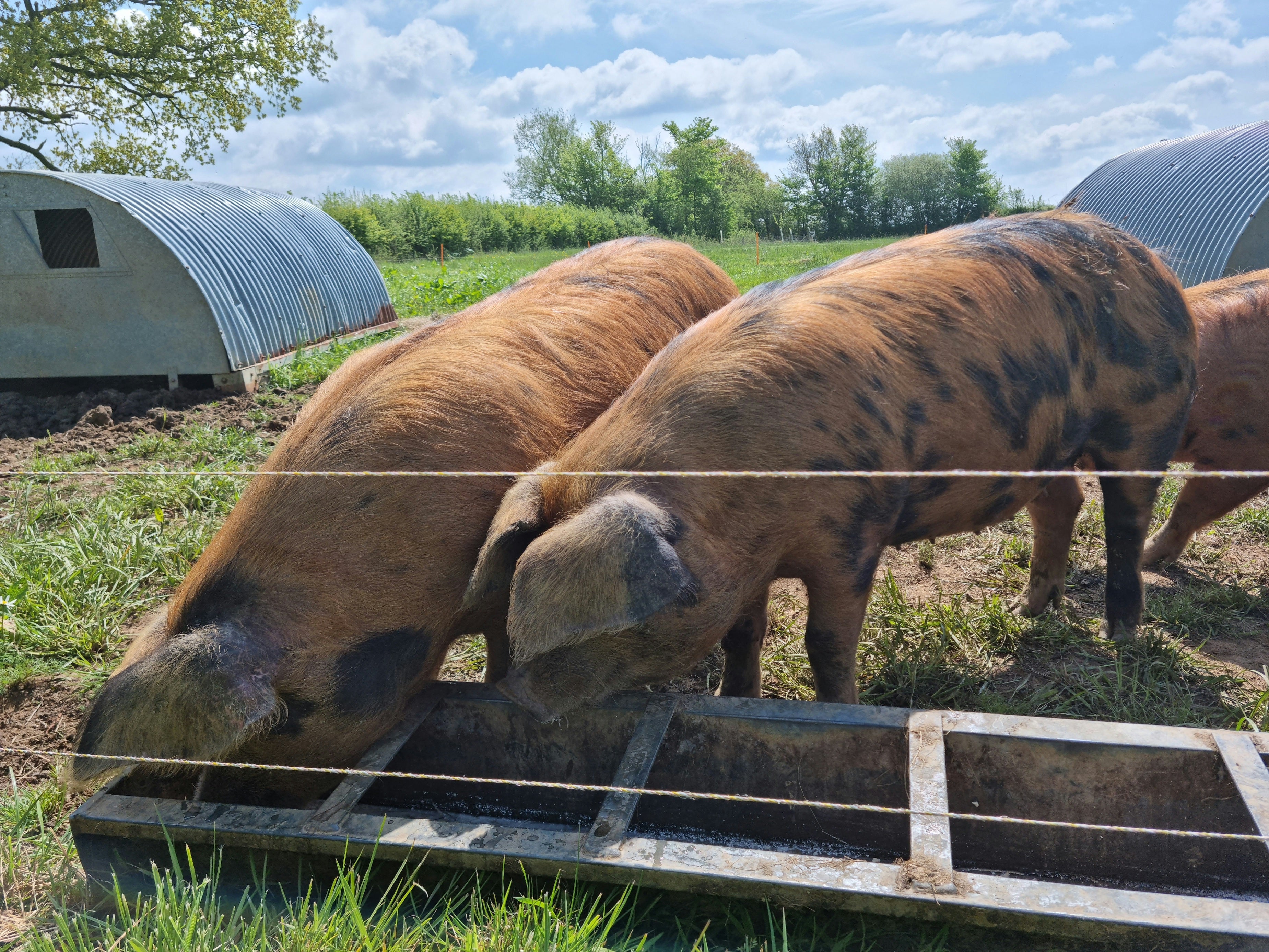 Snuffling sows at Felthams Farm