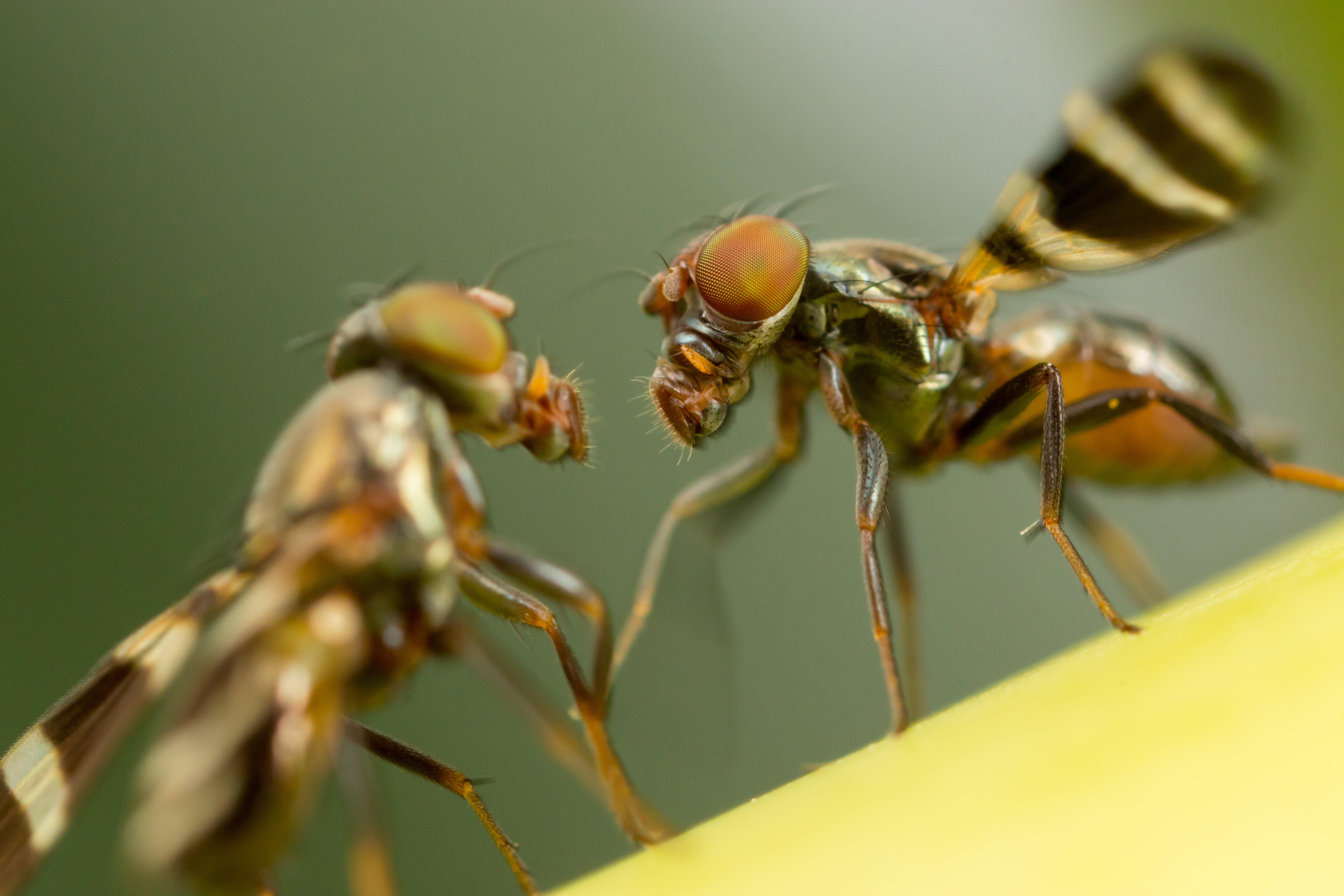 Fruit flies could help with brain tumours