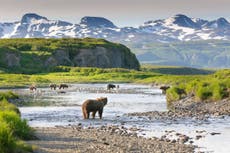 Soldier killed by bear during training exercise in Alaska