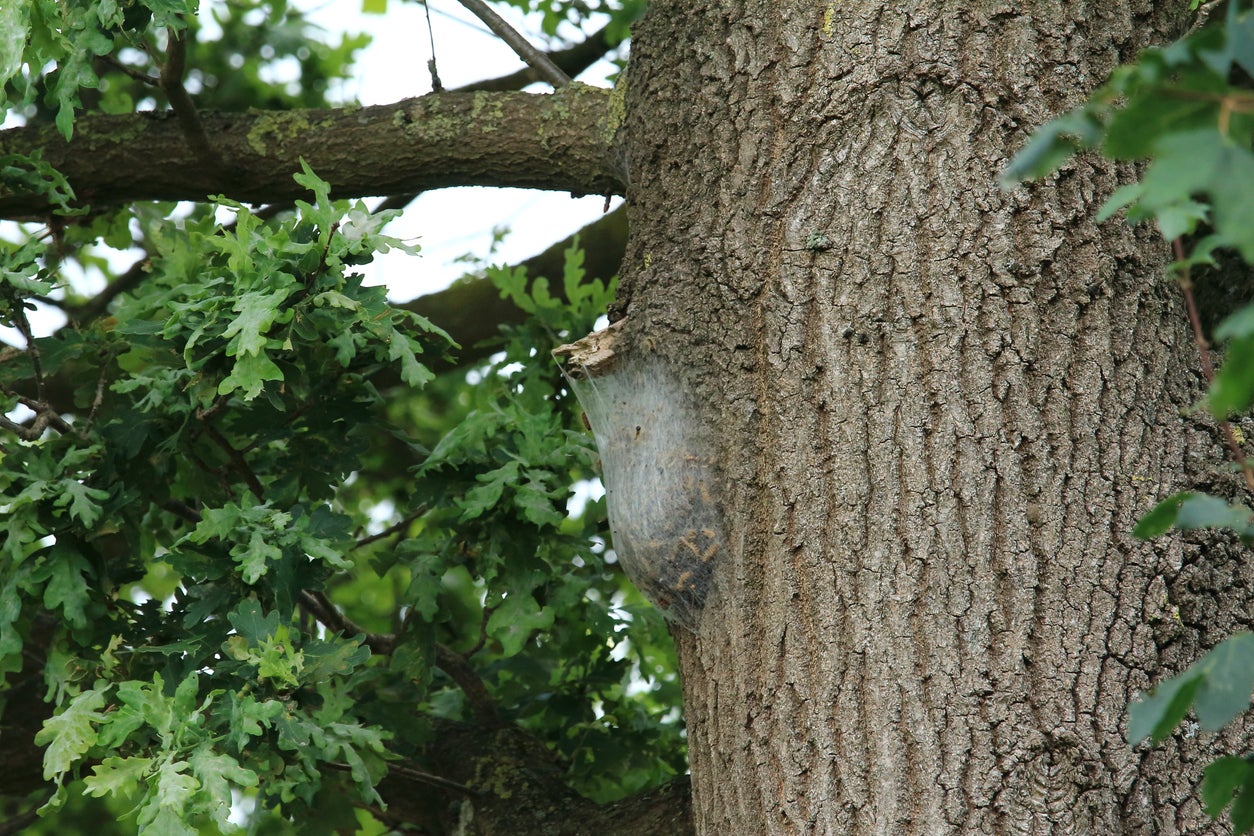 The nest of the oak processionary moth