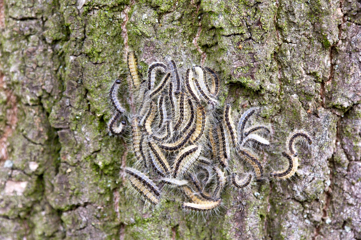 The oak processionary caterpillars are covered in white hairs that can cause irritation.