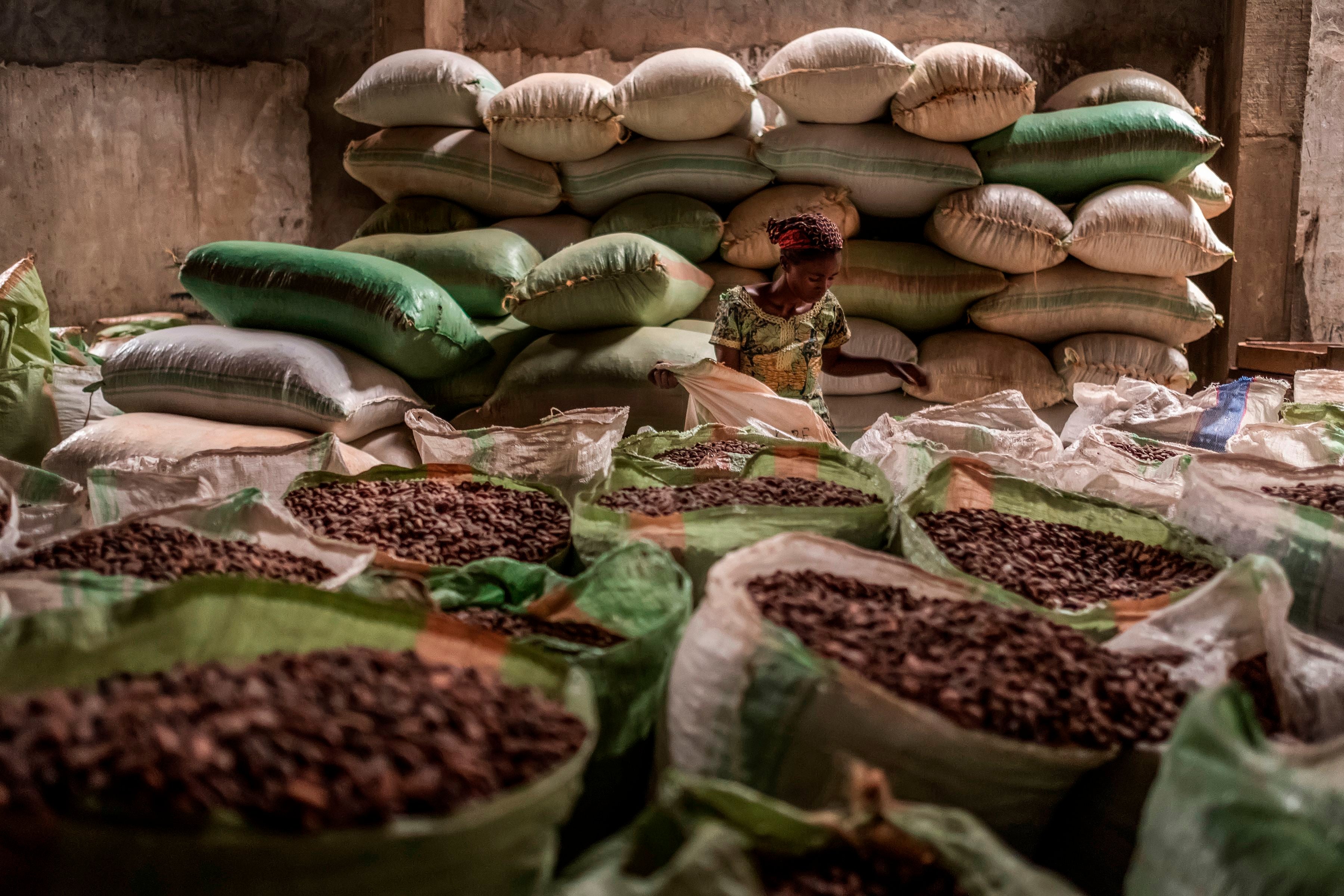 Cocoa is primarily pollinated by midges