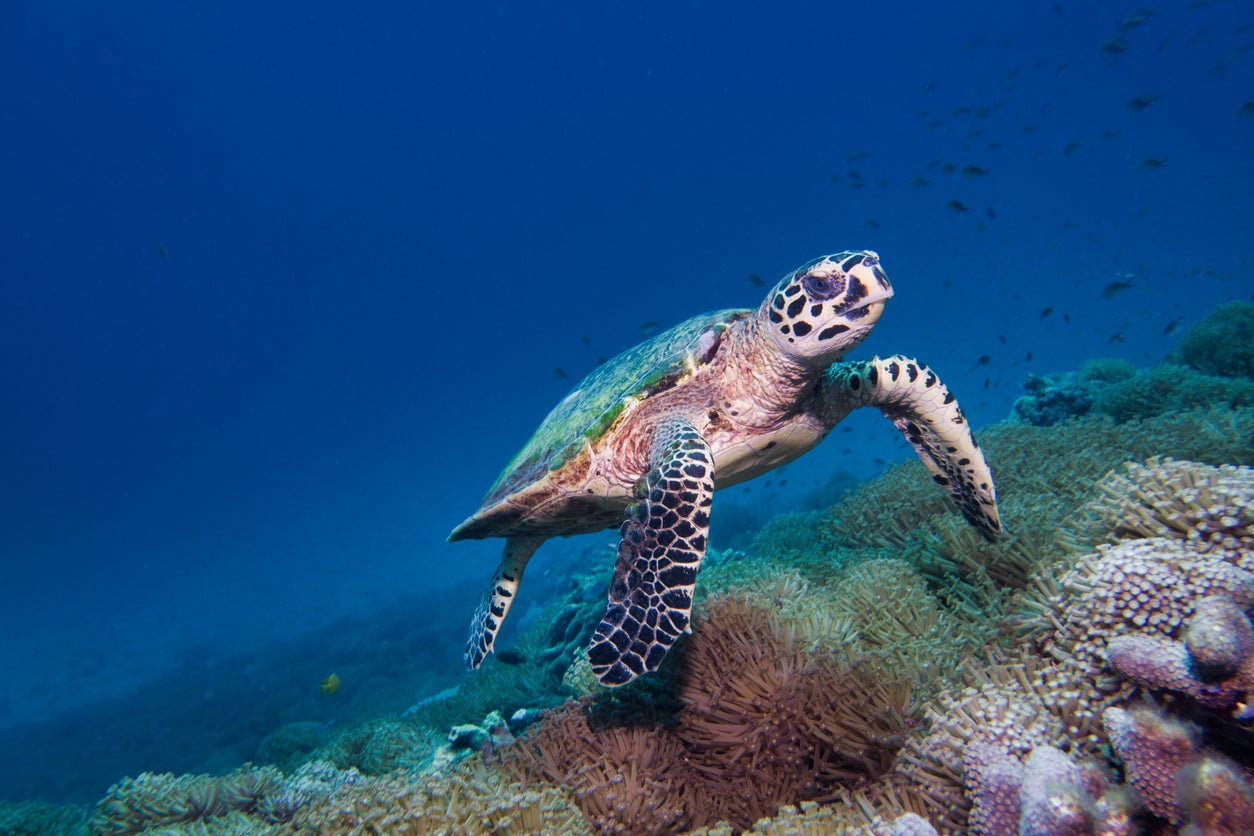 The hawksbill turtles involved in the study are generally found in the tropical waters of the Atlantic, Indian and Pacific Oceans