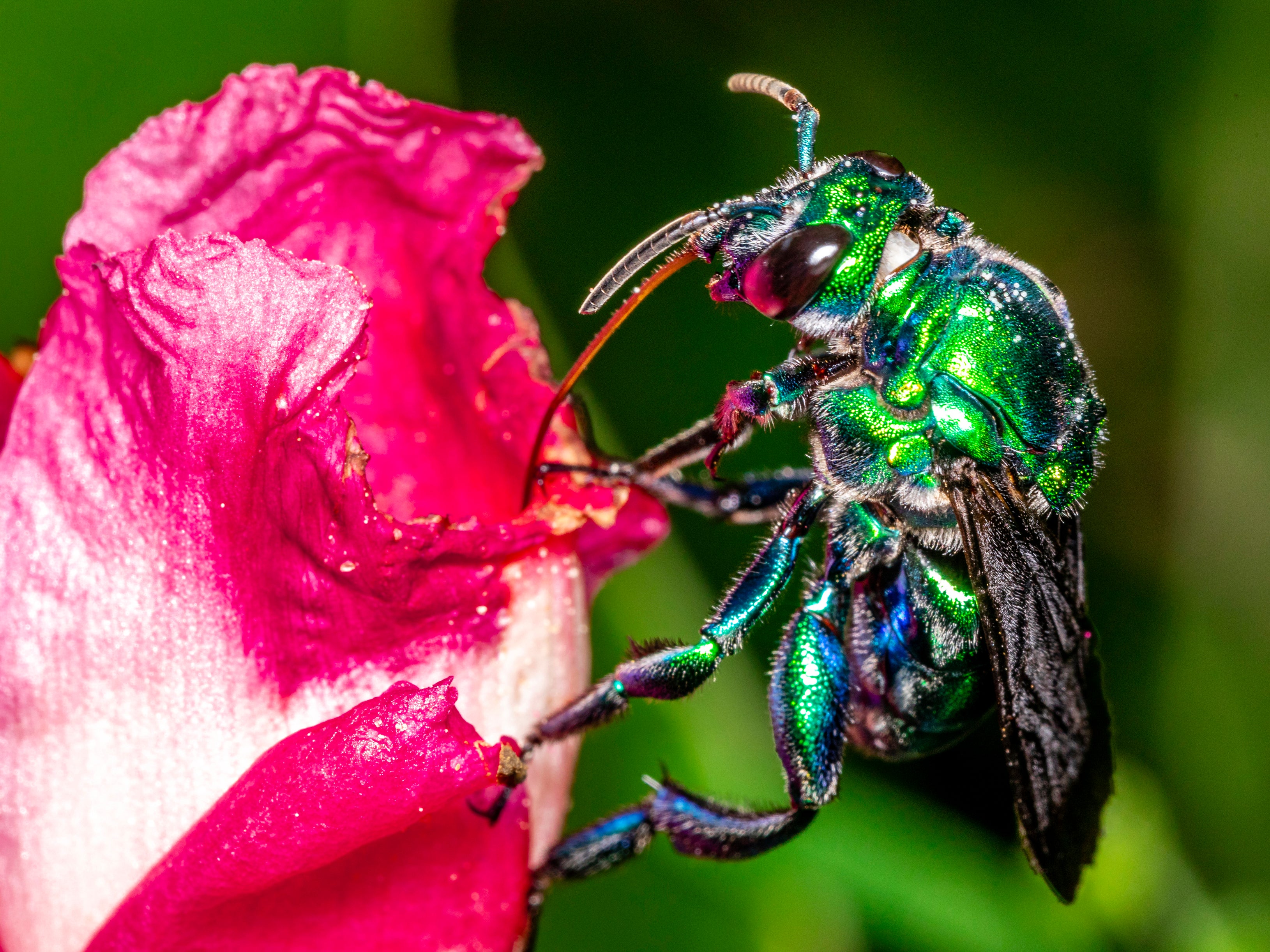 Many flying insects are key pollinators