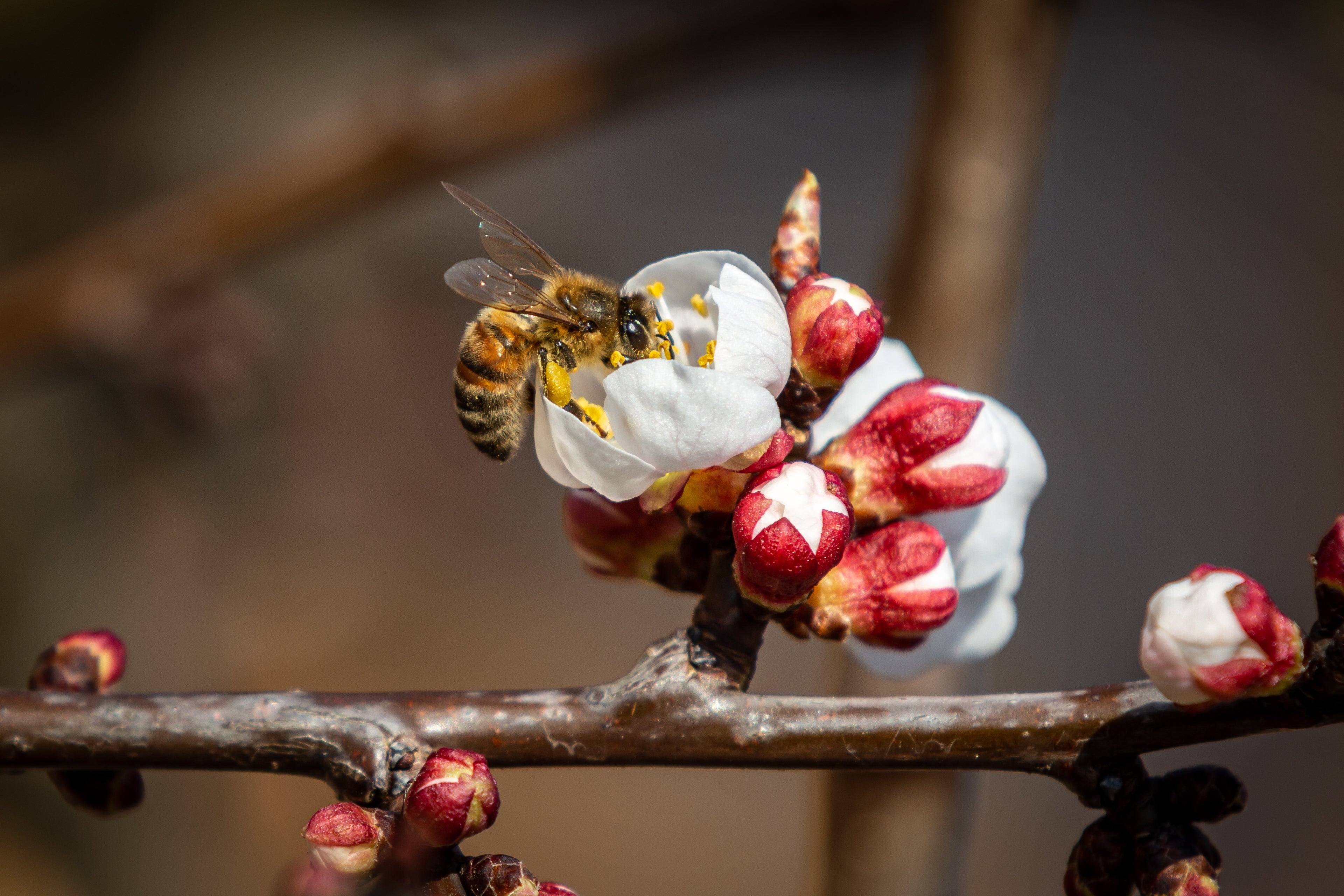 The planet’s greatest abundances of insect life may be suffering calamitous collapses without us even realising