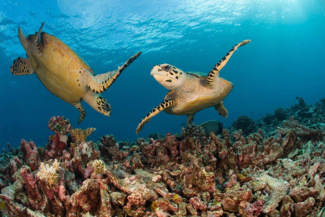 Hawksbill turtles are one of the most recognisable species of turtle