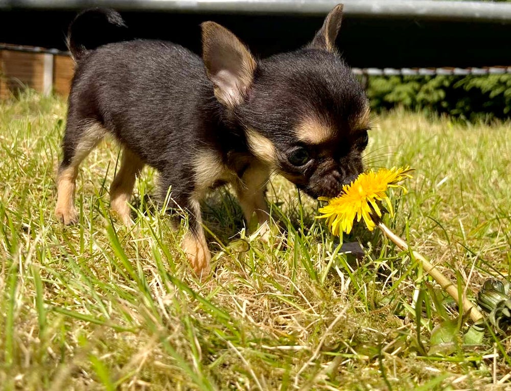 Twiggy as a pup (Collect/PA Real Life)