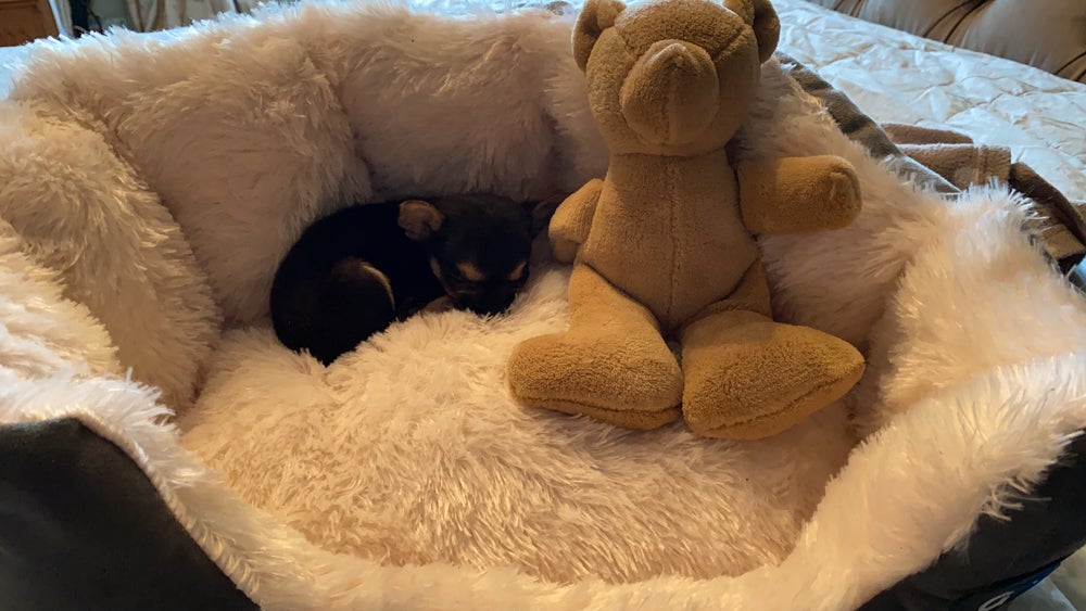 Twiggy is still too small for her dog bed (Collect/PA Real Life)