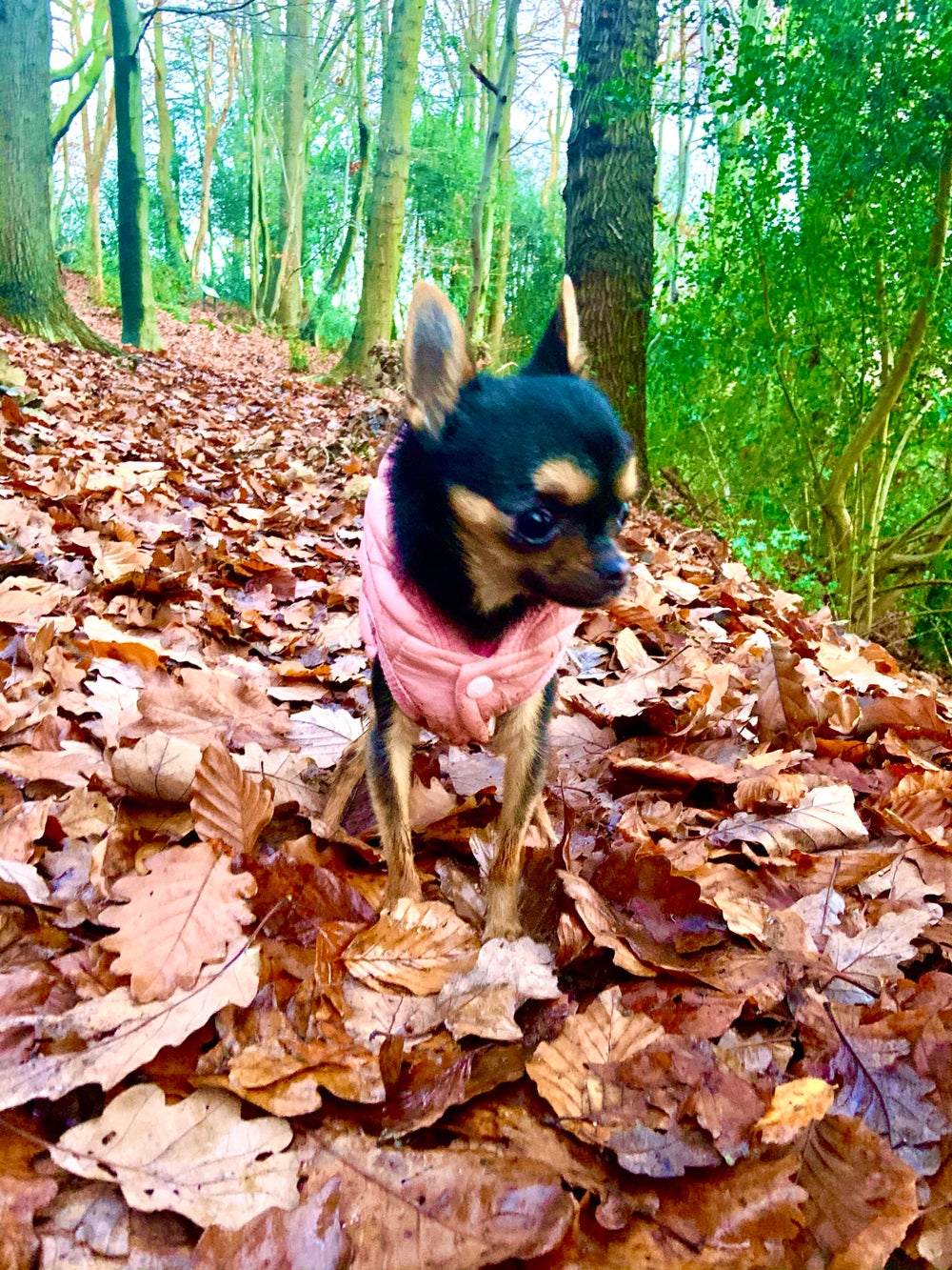 Twiggy may have tiny legs but she still loves walks (Collect/PA Real Life)