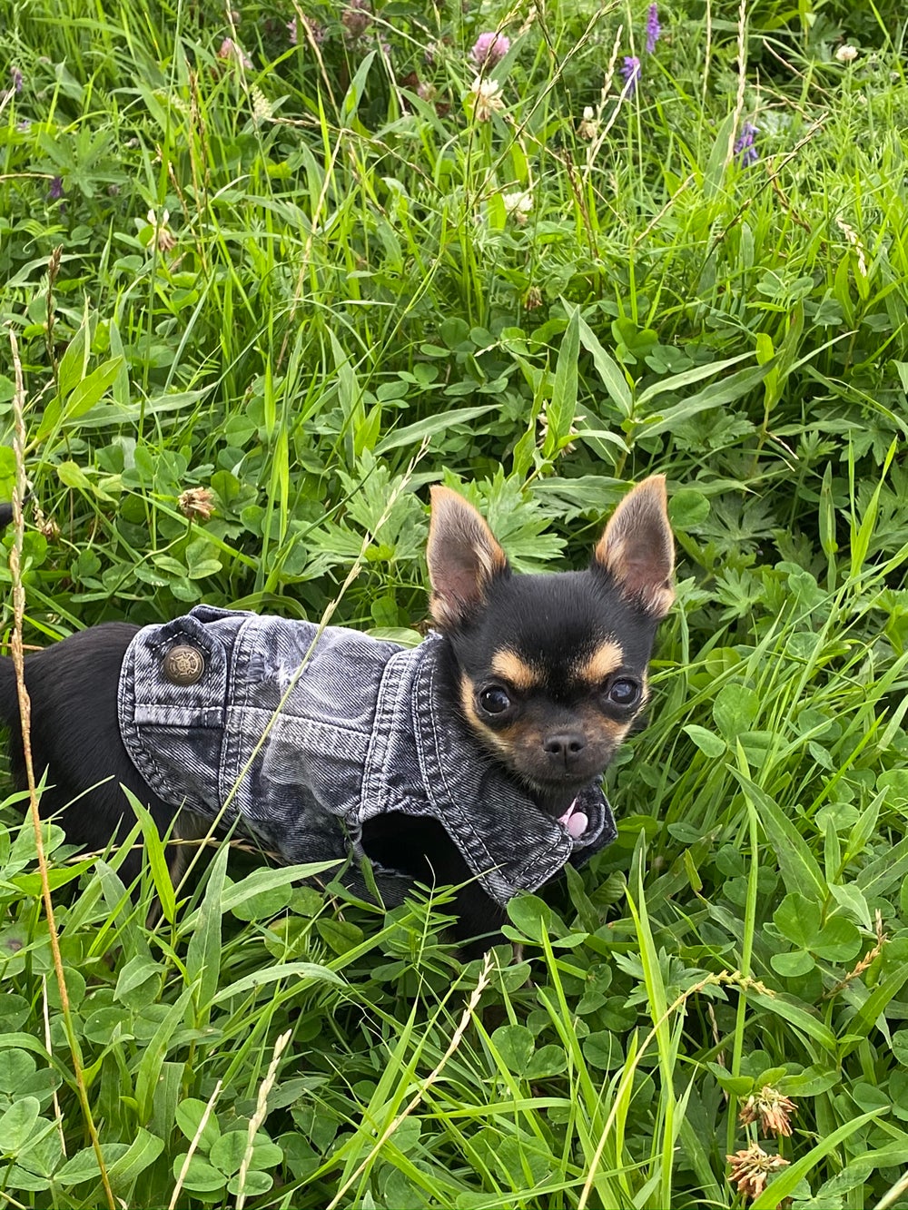 Twiggy sporting one of her denim jackets (Collect/PA Real Life)