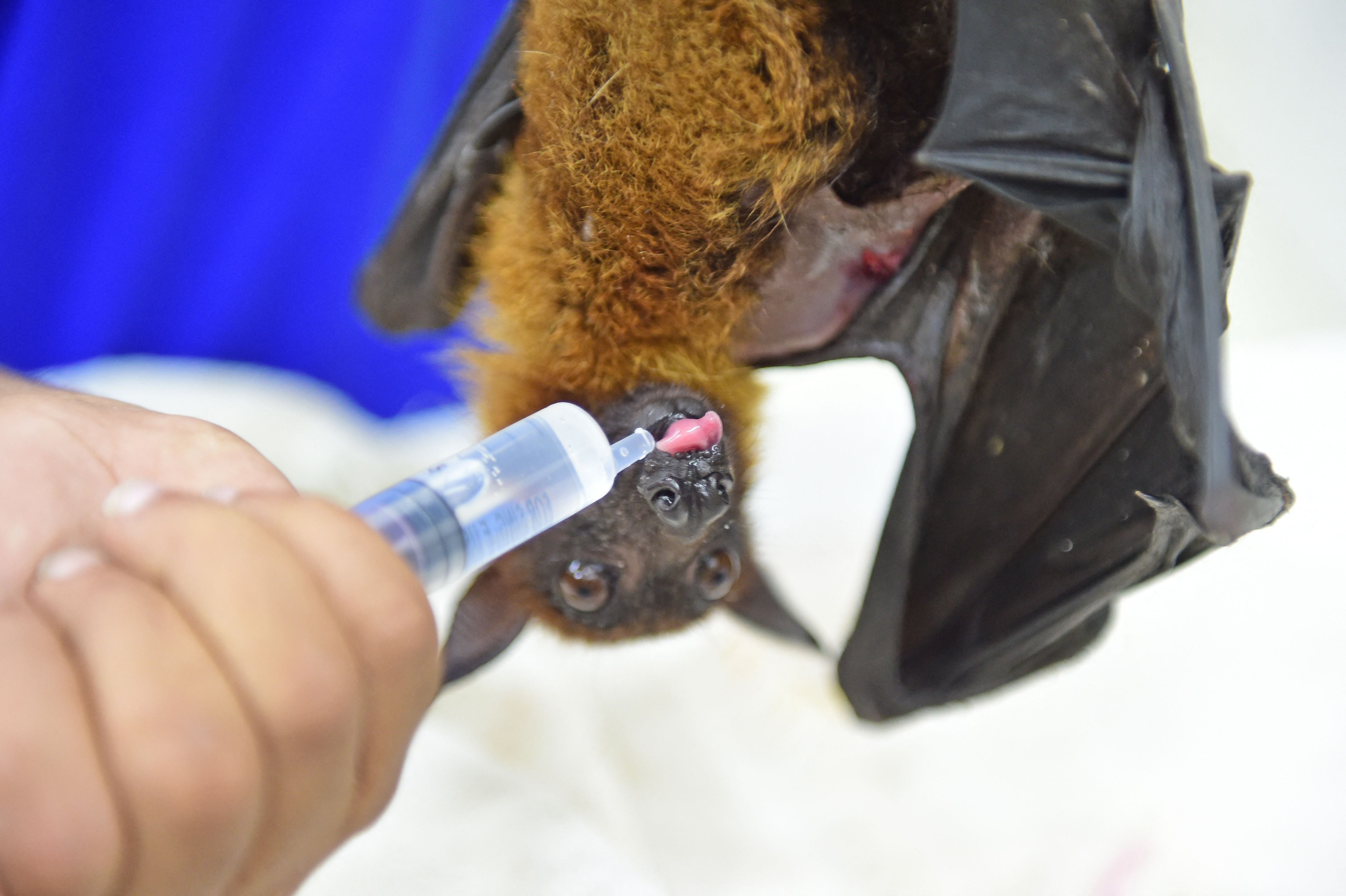 A hospital curator feeds an Indian Flying Fox bat at Jivdaya Charitable Trust in Ahmedabad