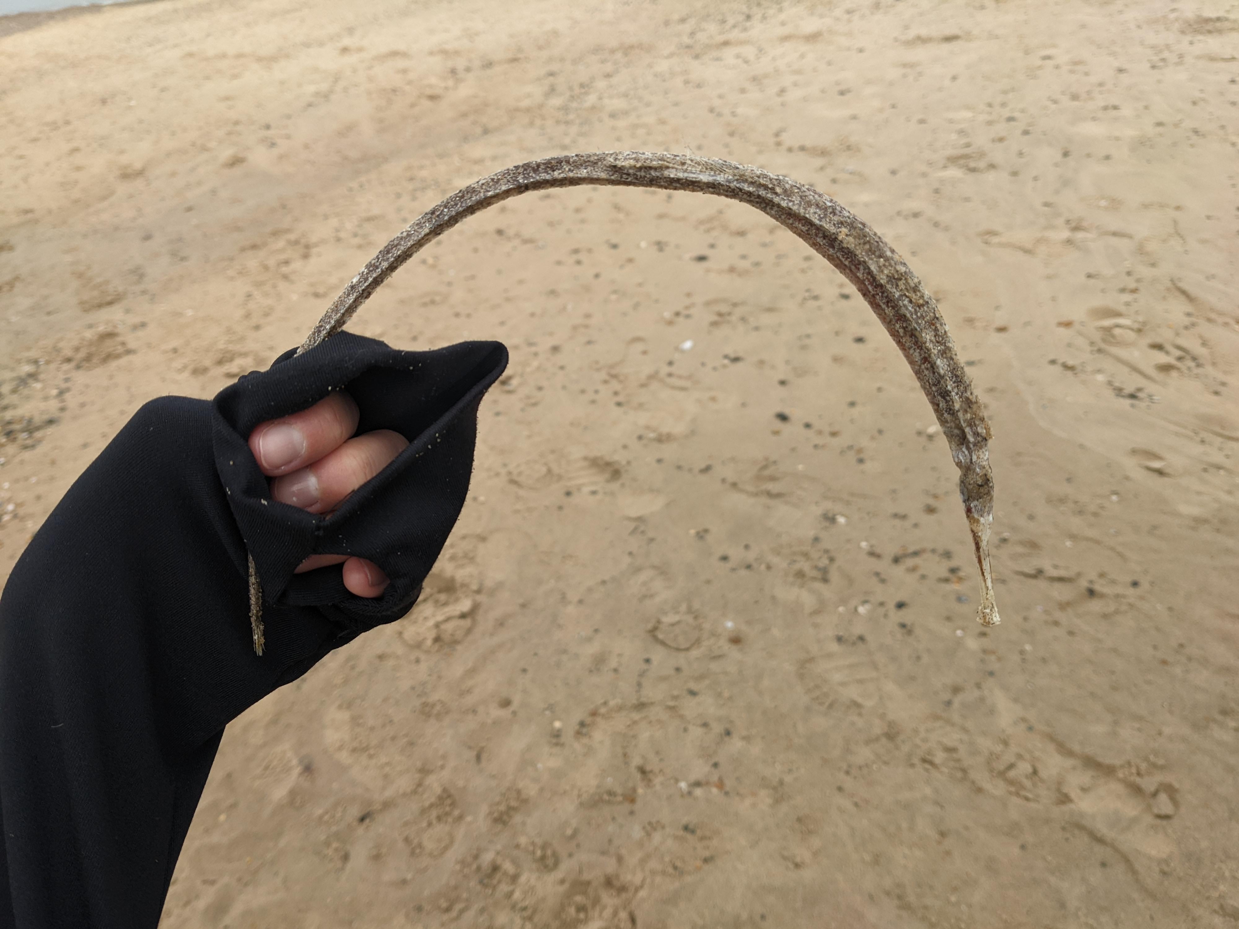 A Reddit user appealed for help identifying a creature found on an Irish beach