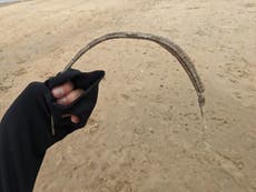 Mystery sea creature dubbed ‘forbidden churro’ washes up on Irish beach