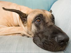 Great Dane named world’s tallest dog by Guinness World Records