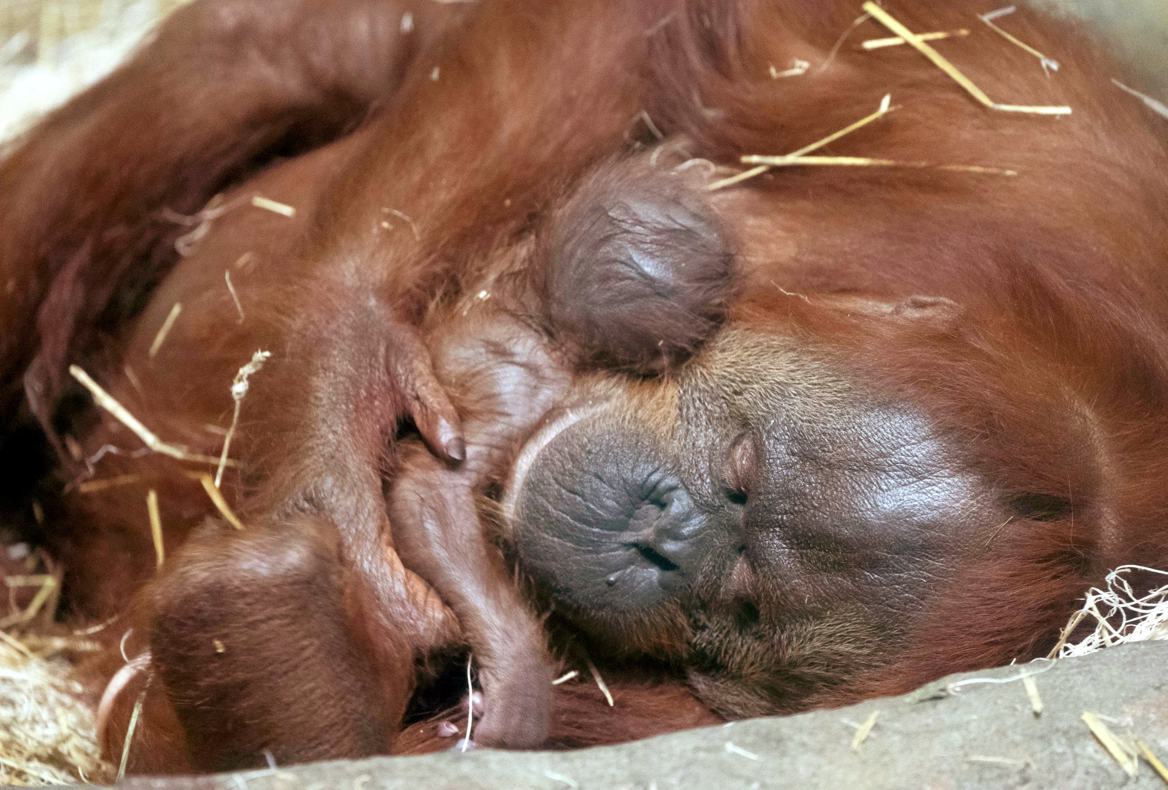 An orangutan carried her newborn baby up to a nearby window to introduce it to her other son