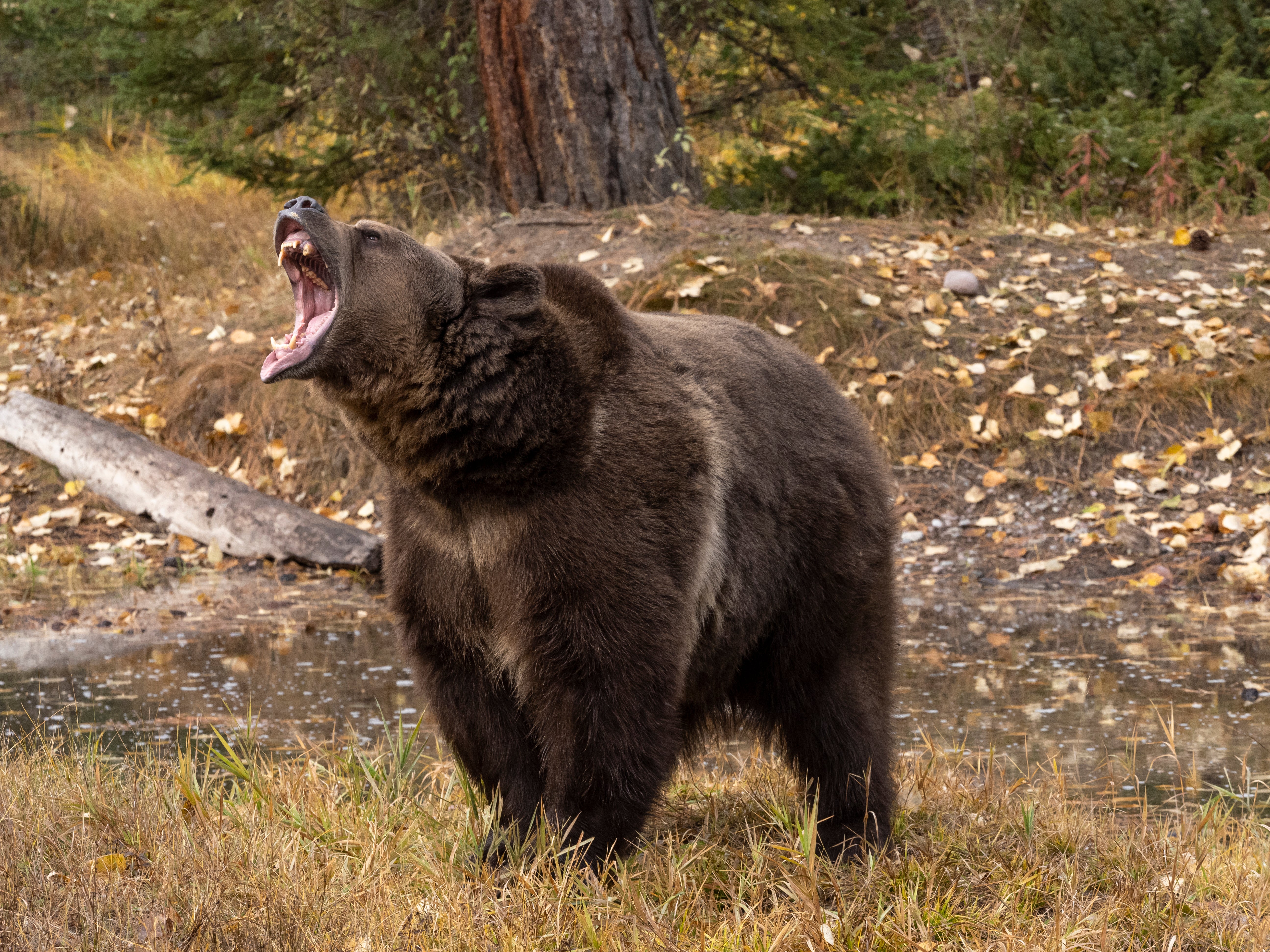 A grizzly bear pictured in Montana (file photo)