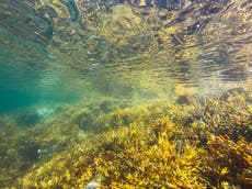 Scientists create computer powered by algae that will never run out of battery