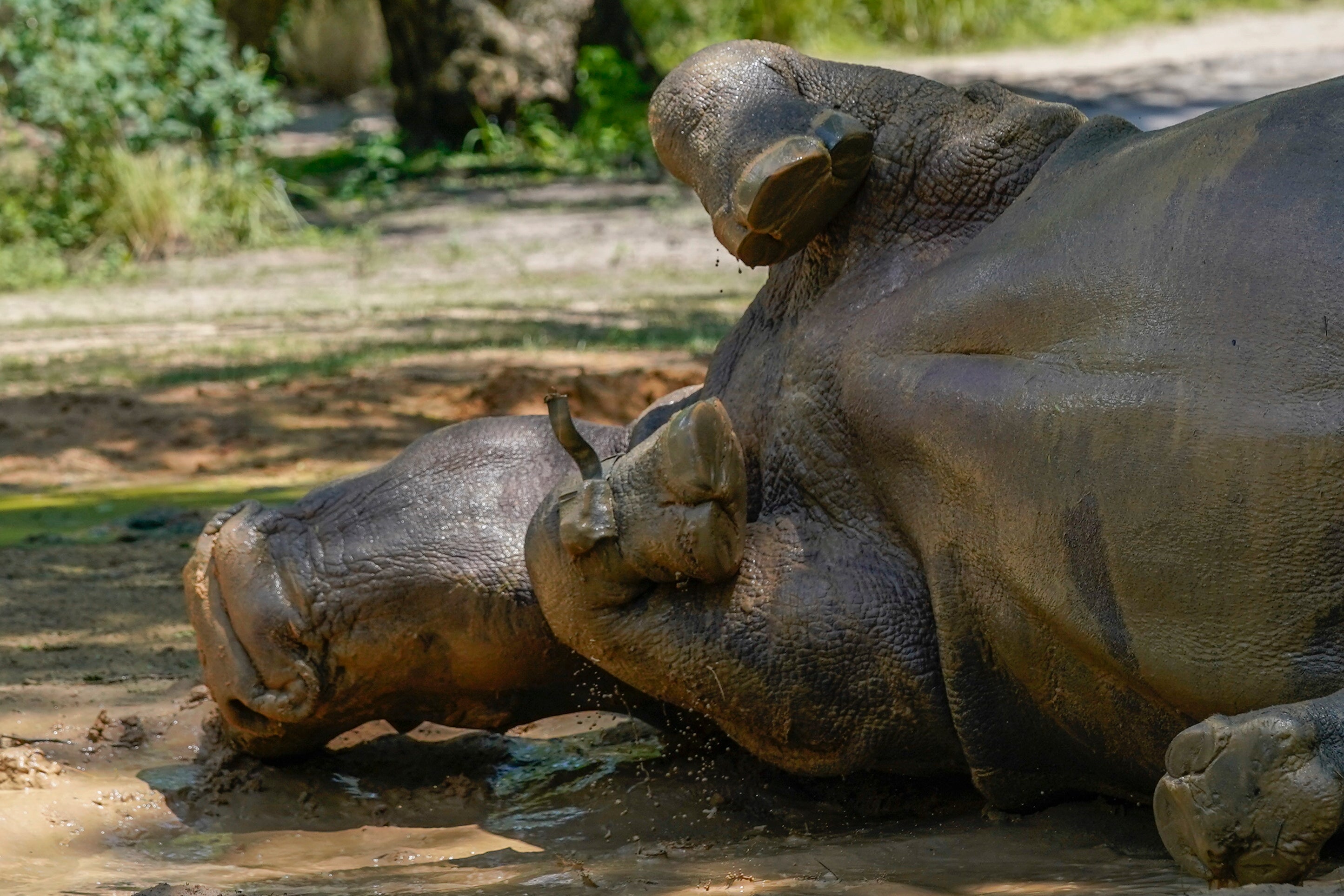 Rhino Fitness Tracker